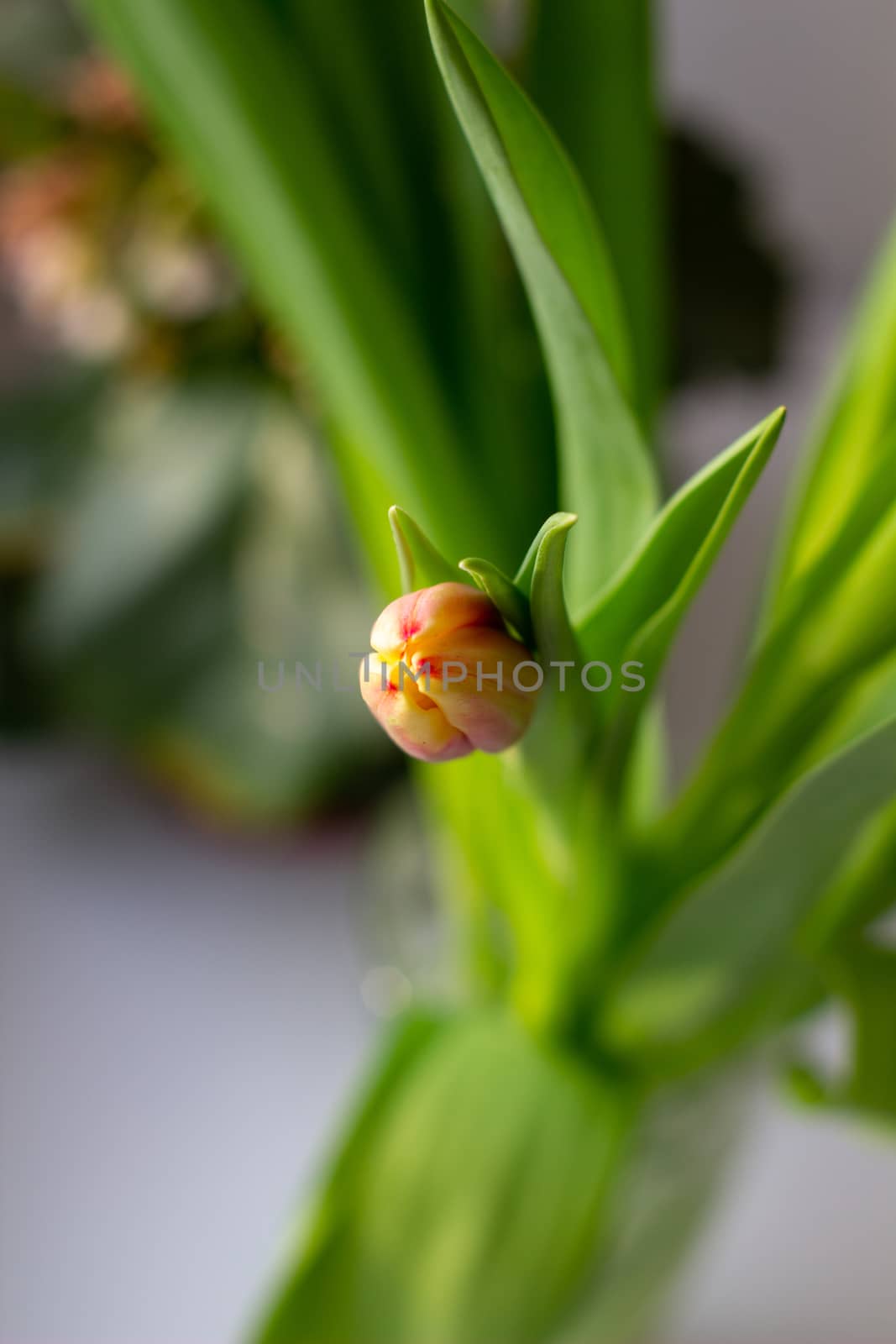 Beautiful tulips in a vase in the spring