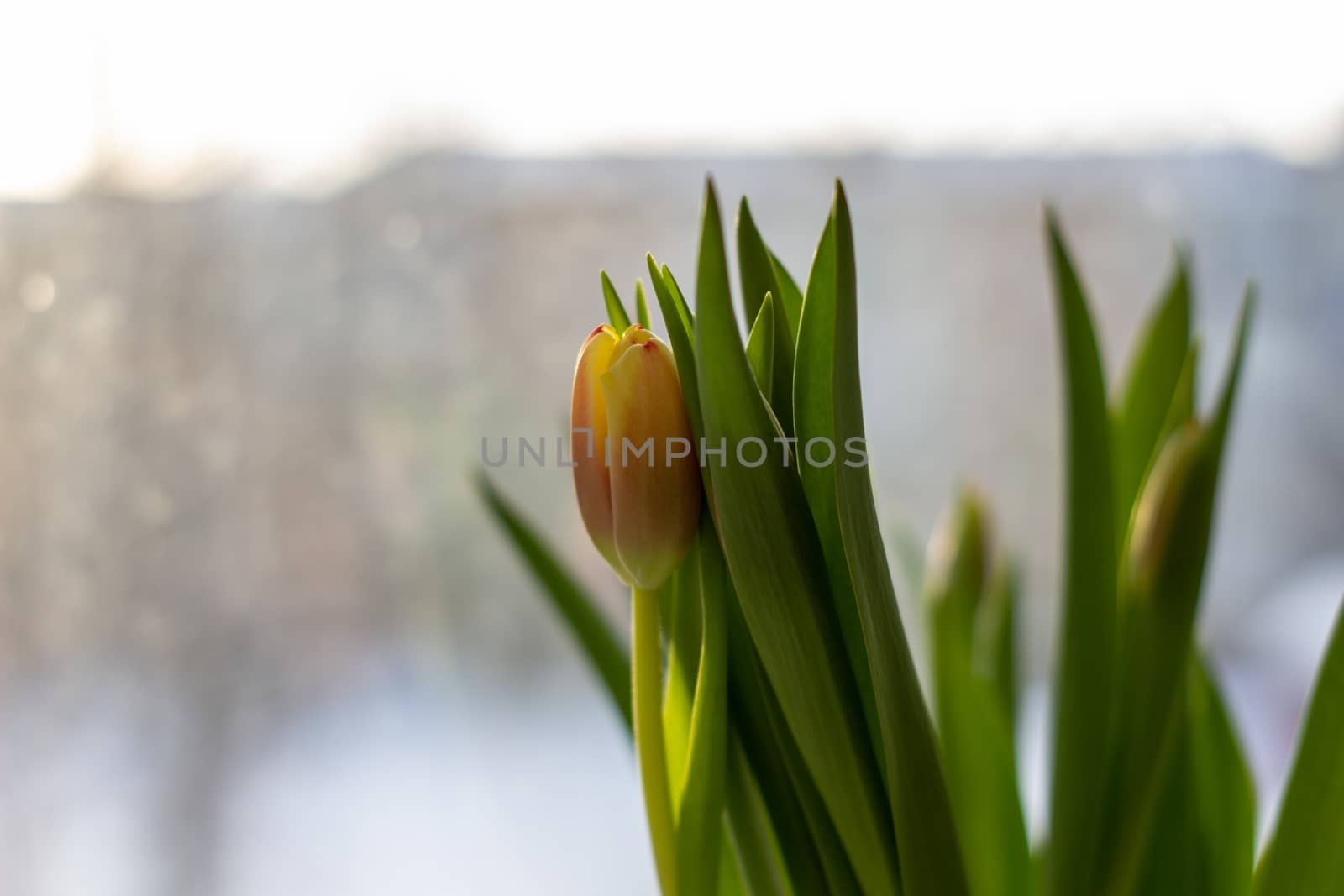 Beautiful tulips in a vase in the spring