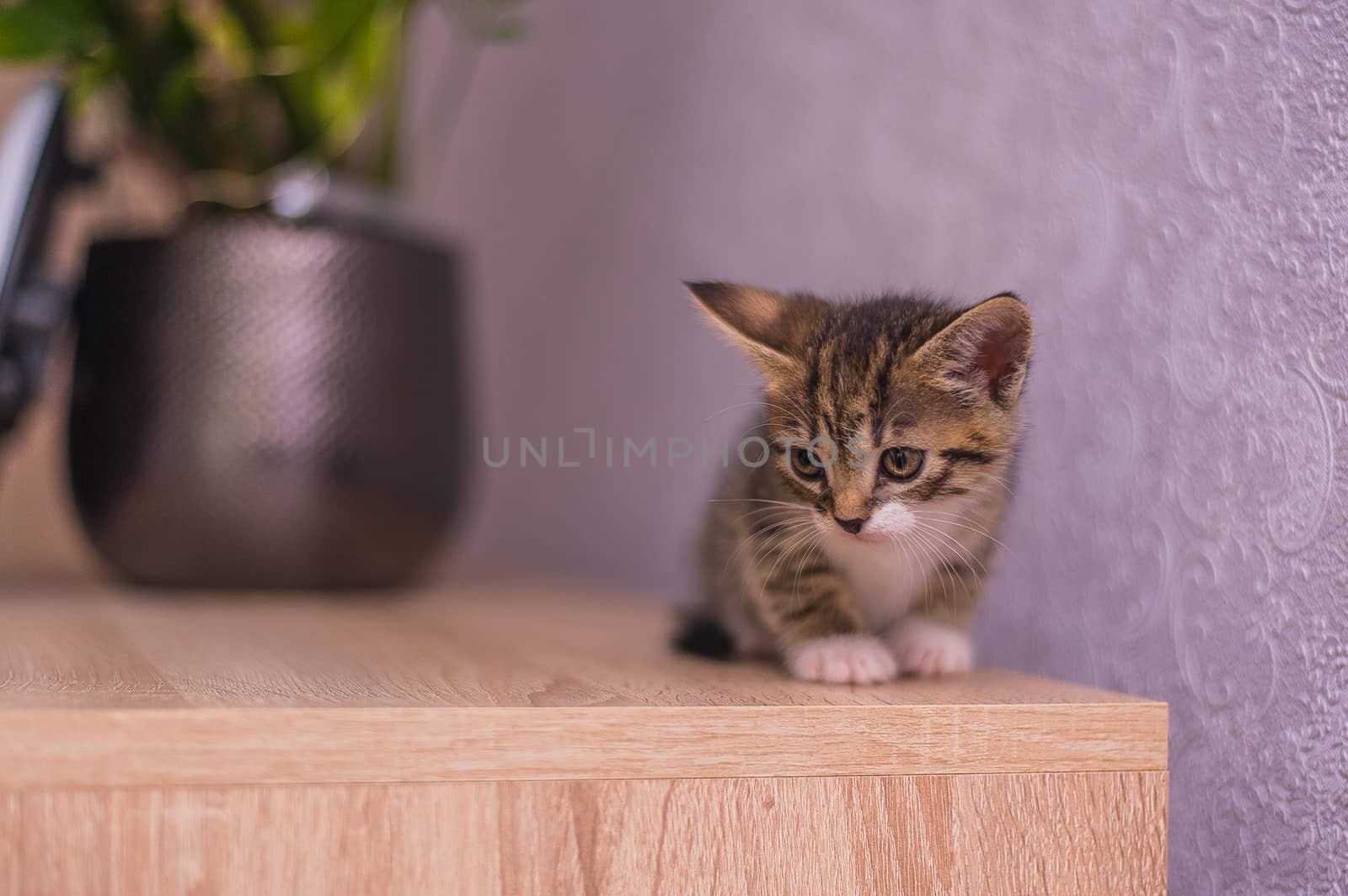 a kitten with white paws sits on a table near a flowerpot and a purple wall by chernobrovin