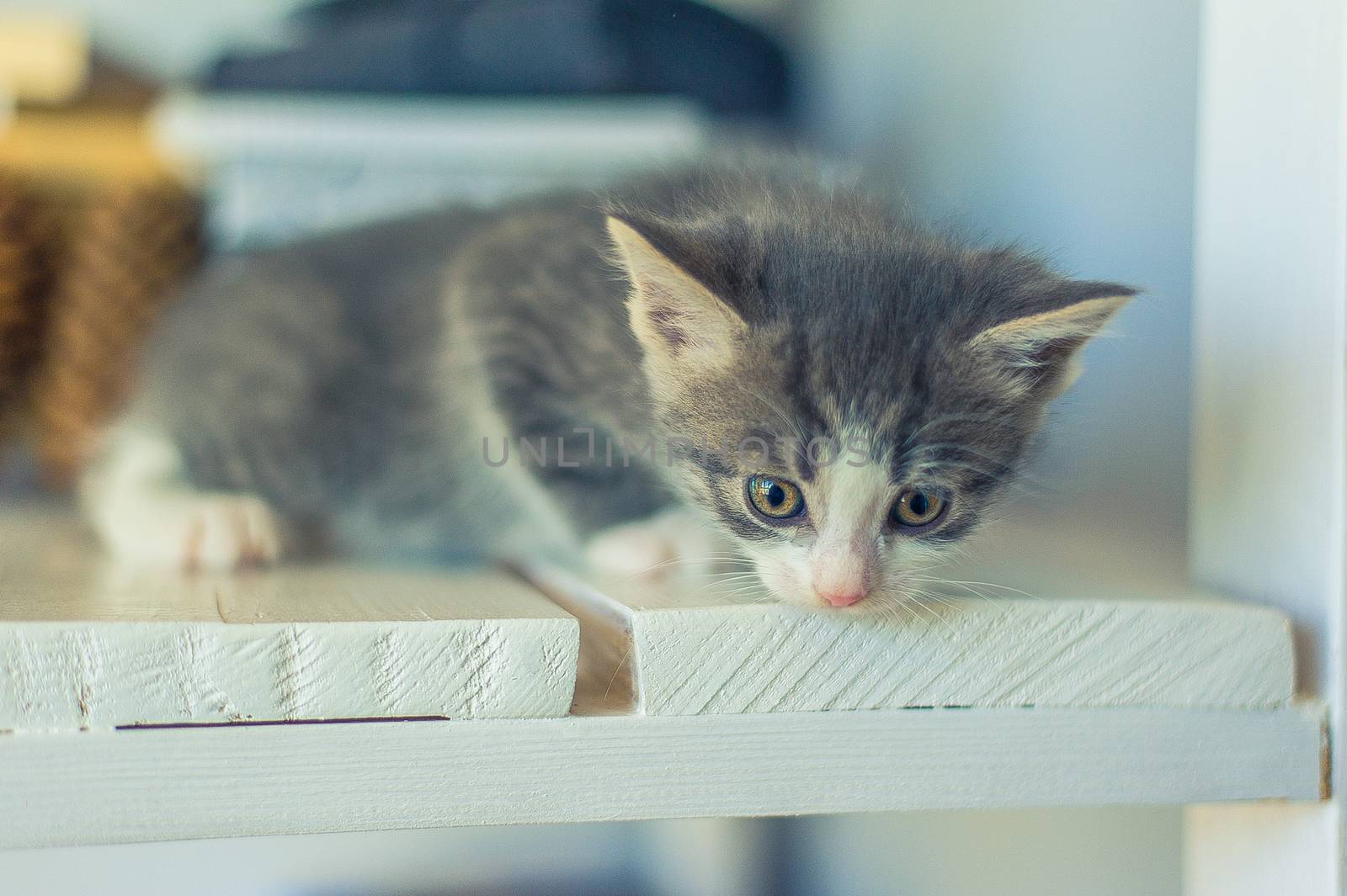 gray-white kitten sitting on white wooden boards