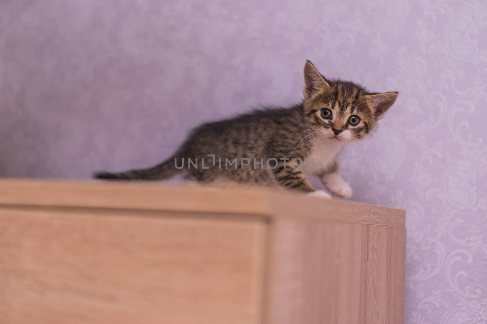 little striped kitten sits on a wooden table near the pink wall by chernobrovin