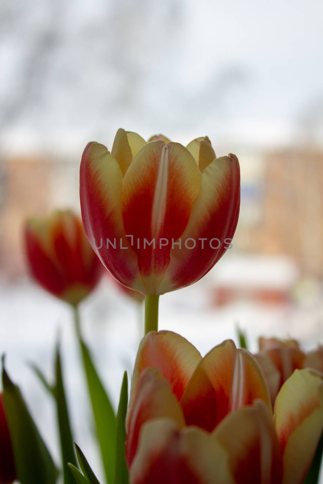 Beautiful orange tulips in a vase, close-up by AnatoliiFoto