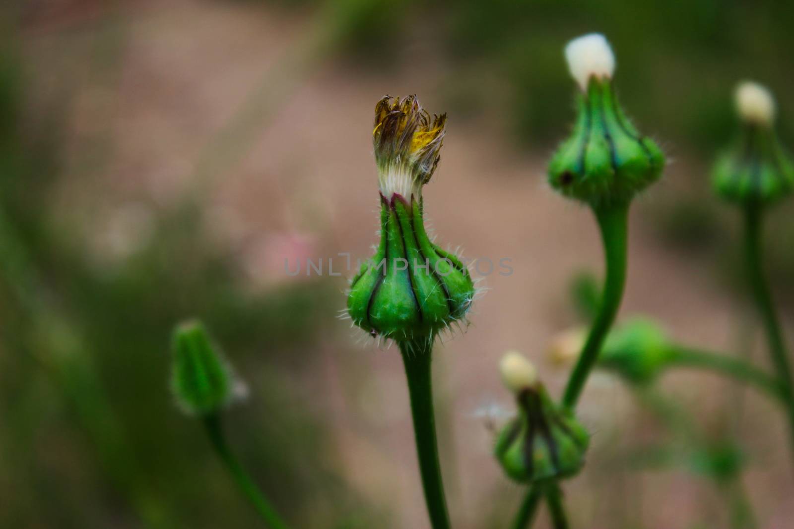 Close up of dandelion flower ready to open. Ready for seed head. Beja, Portugal.