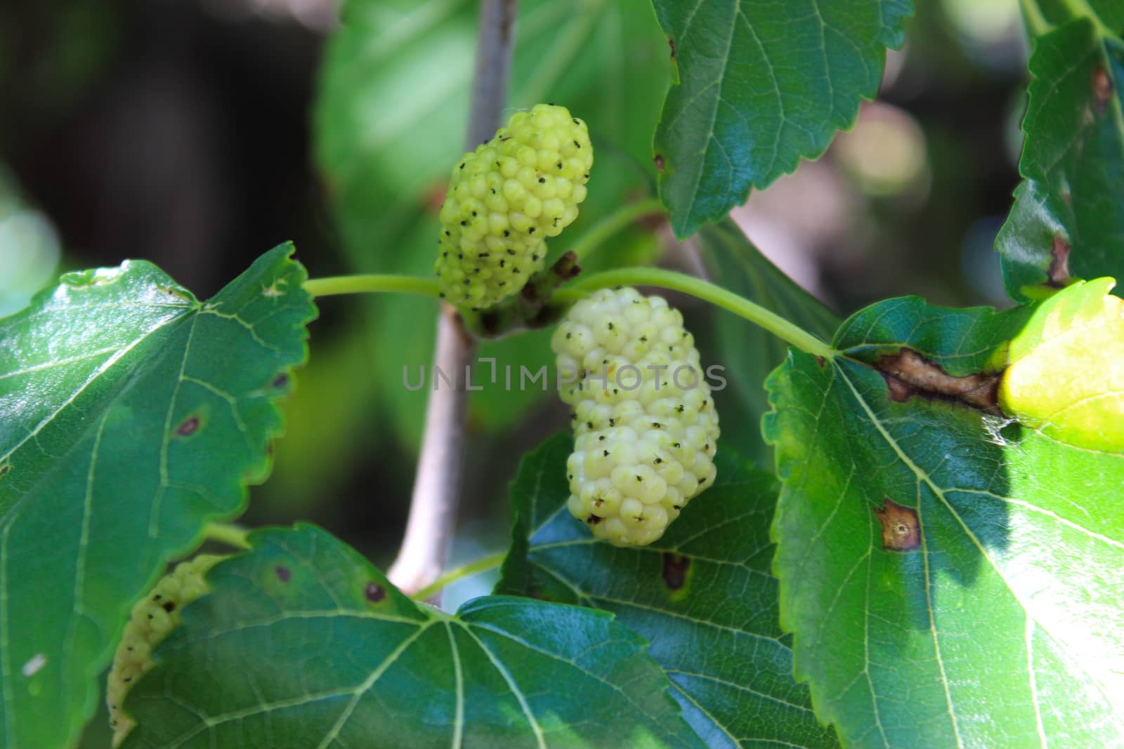 Close up of a green and ripe white mulberry on a branch. Morus alba as white mulberry. Beja, Portugal.