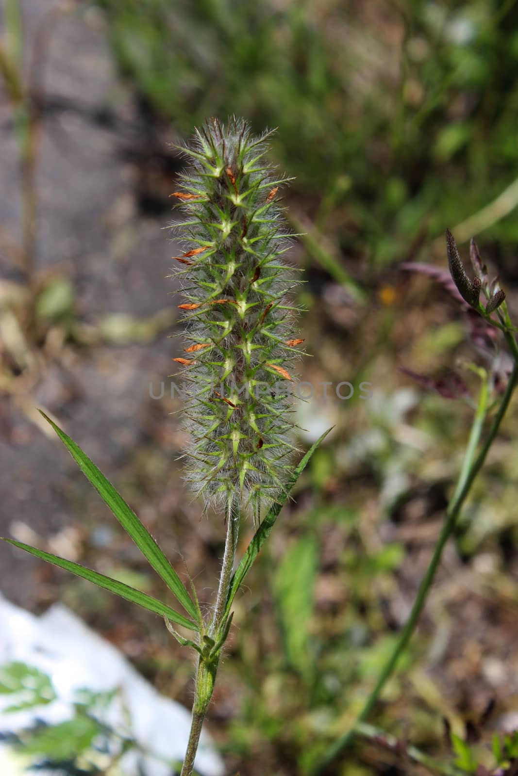 Some kind of grass with thorns on the seed head. by mahirrov