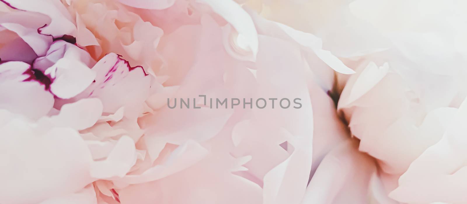 Pink peony flower as abstract floral background for holiday branding design