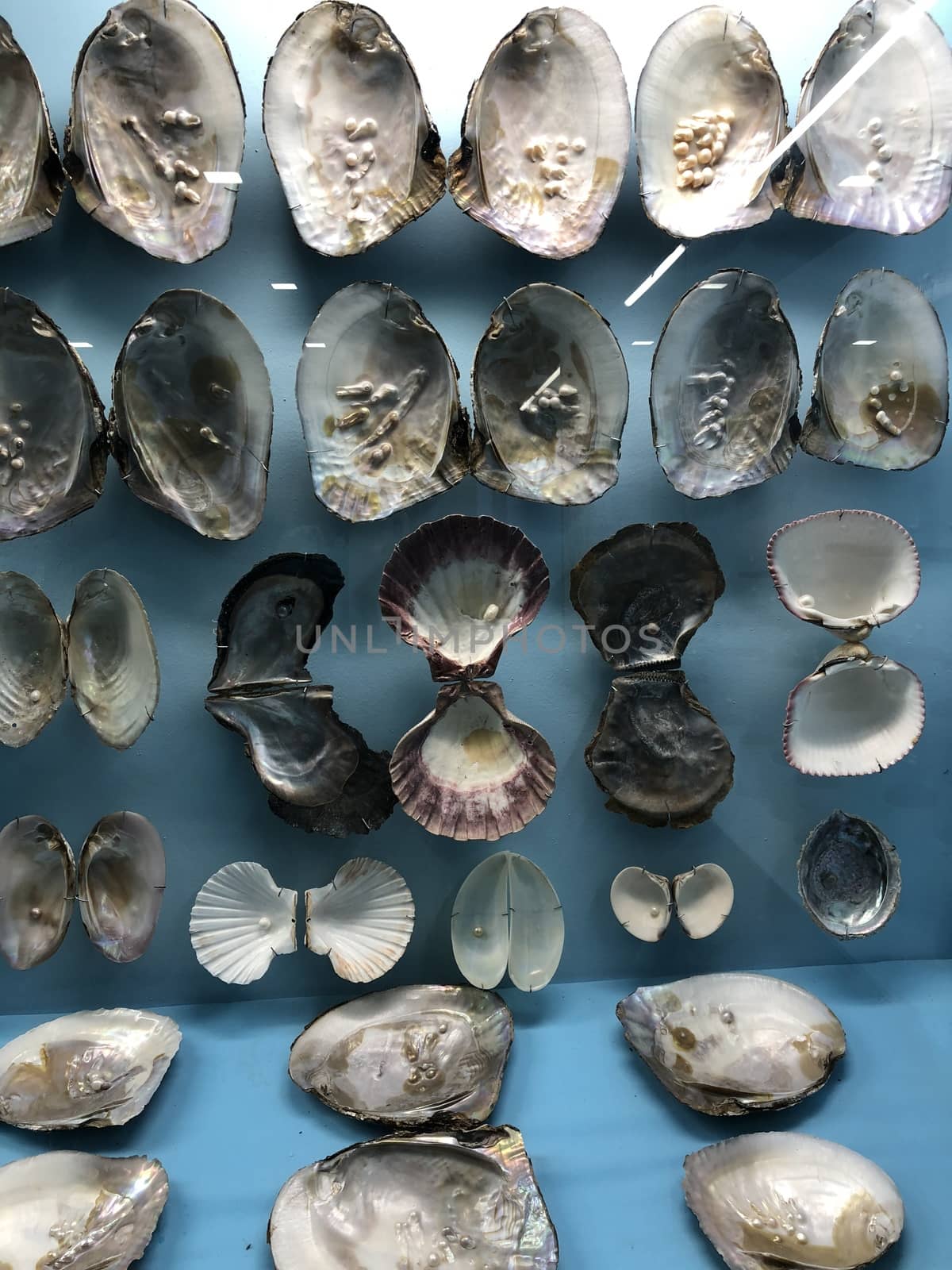 Beautiful view of seashell in the museum