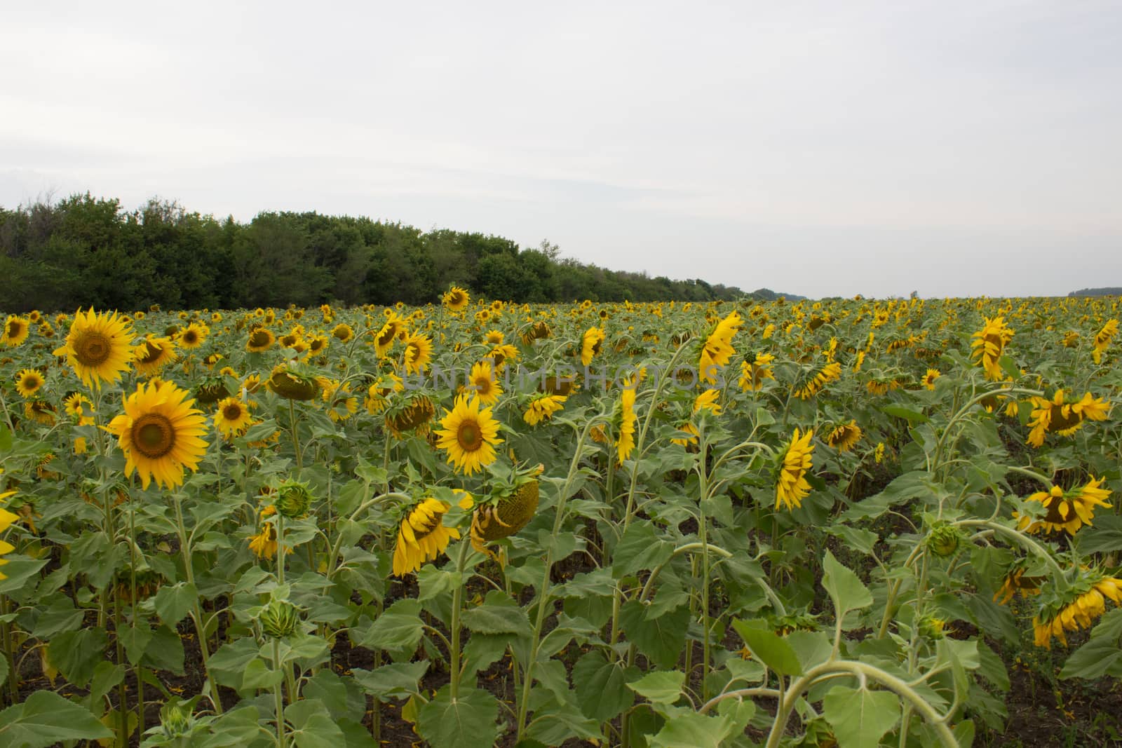 A large field of sunflowers in summer. Sunflowers for seeds and oil