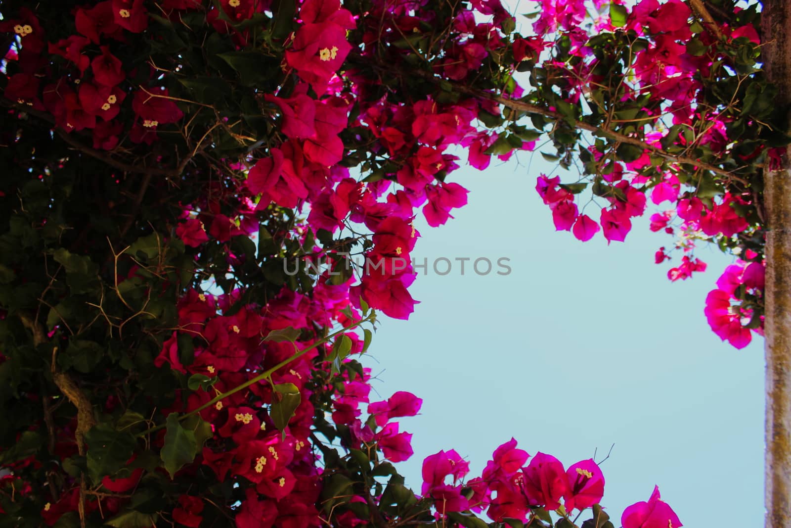 Great bougainvillea flowers with sky in the background. Beja, Portugal.