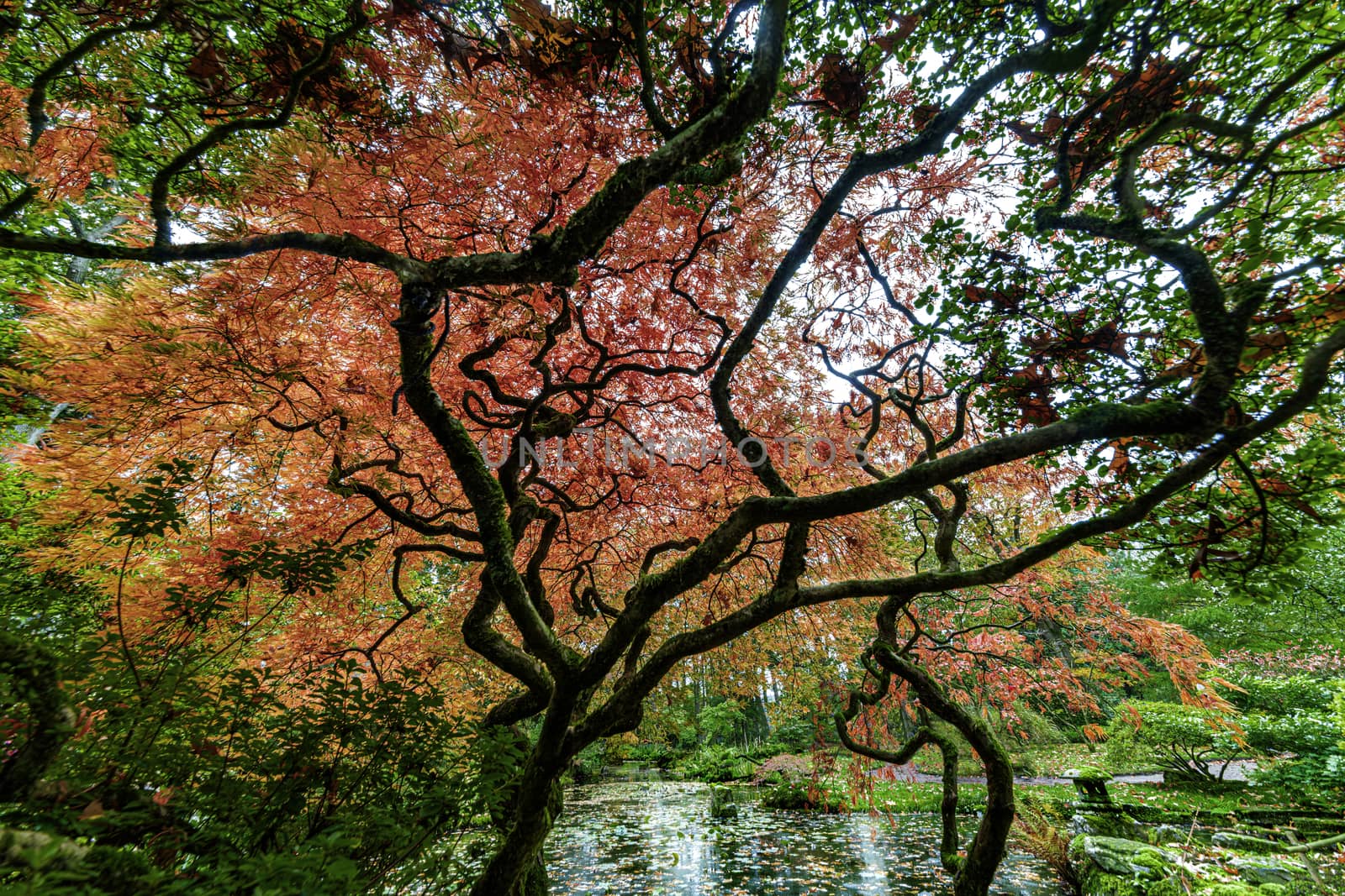 Red Japanese tree with autumn leafs color at the bench of a calm canal