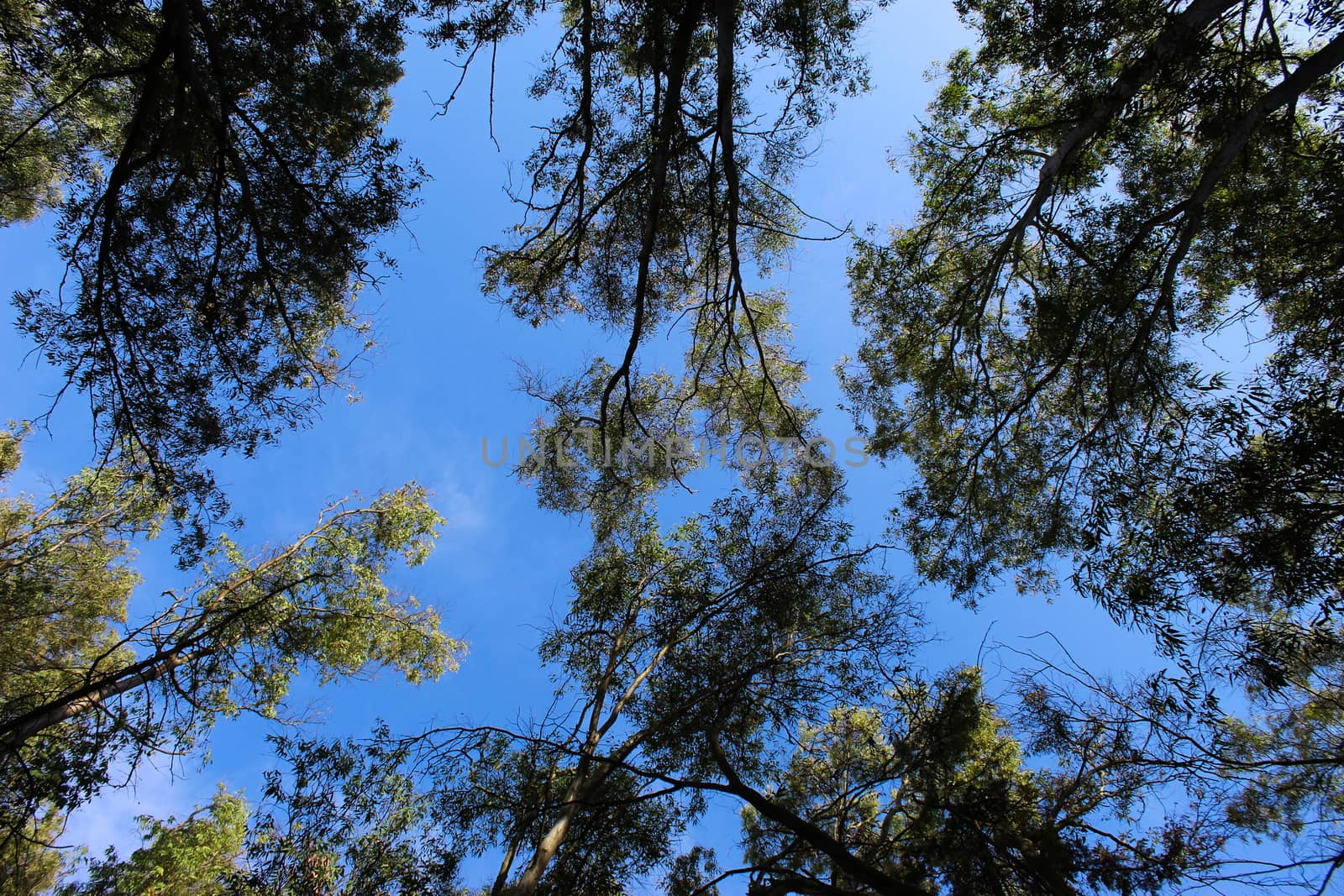 Forest, trees, branches, leaves, and blue sky background. Beja, Portugal.