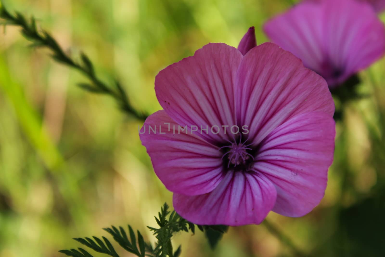 Wild geranium flower with vibrant background. by mahirrov