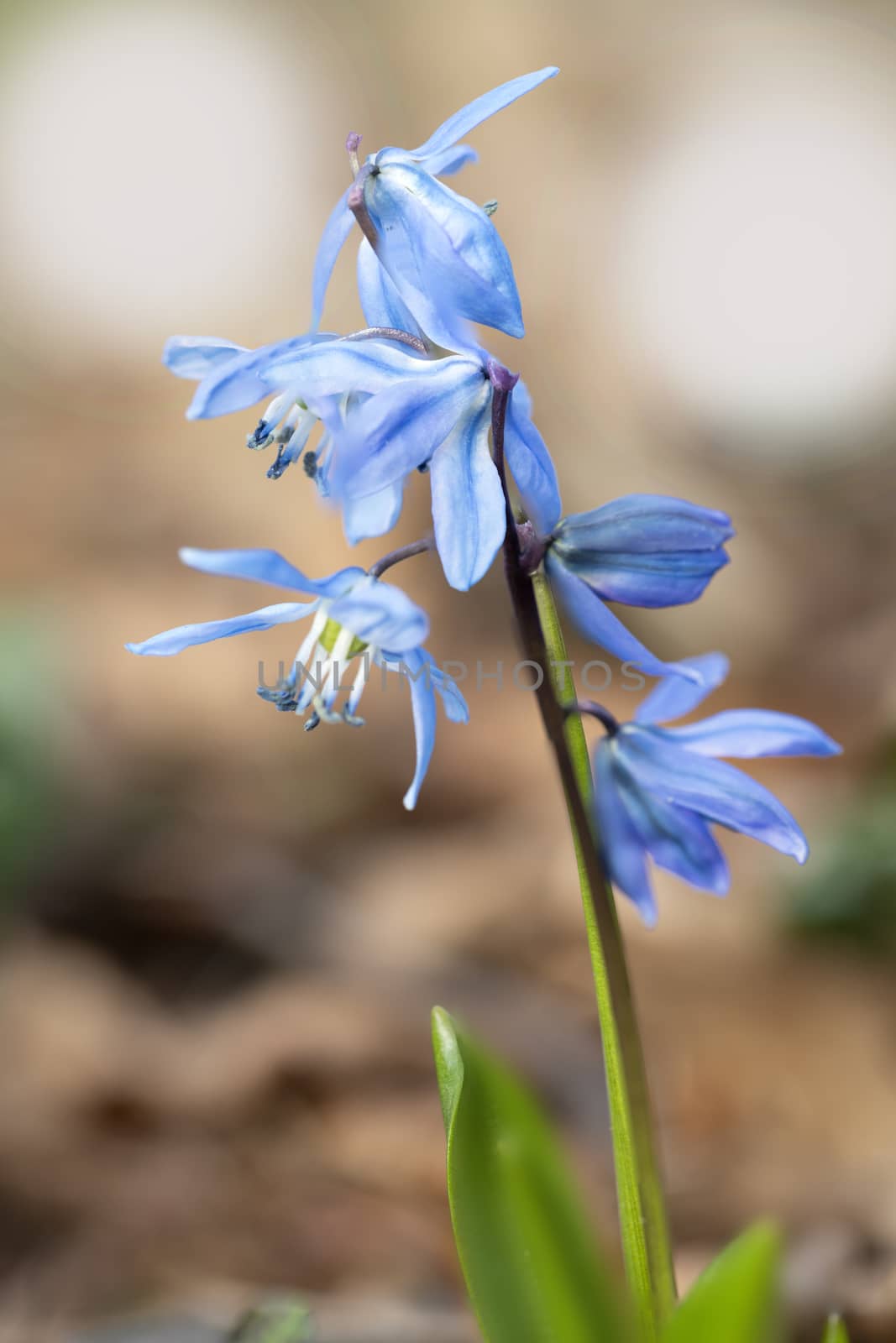 Close up of blue Scilla flower blooming at the early spring against brown dried last year fallen leafs and waiting for bees