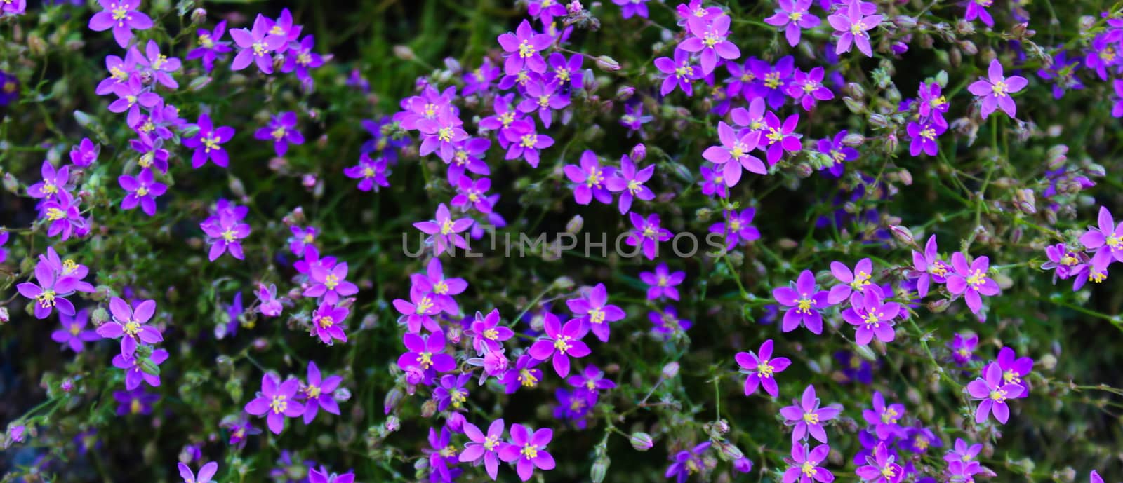 Banner of a very small invasive purple flowers in Beja, Portugal. by mahirrov