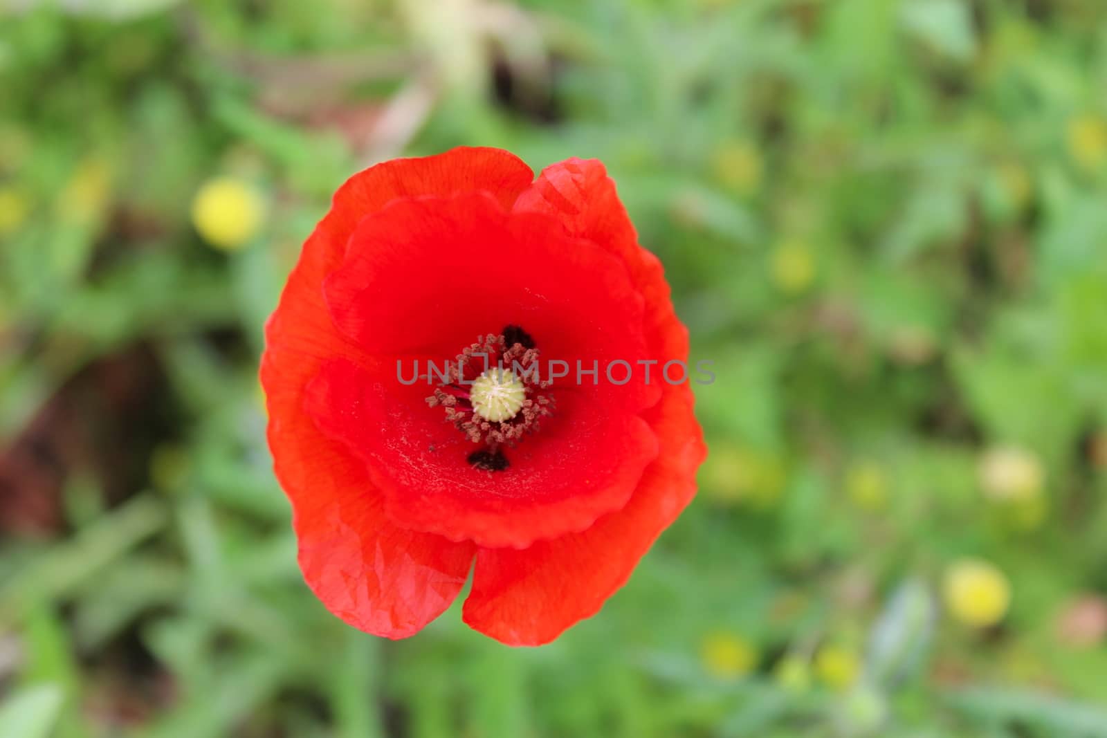 Close up of a red poppy flower on a green background. Beja, Portugal.
