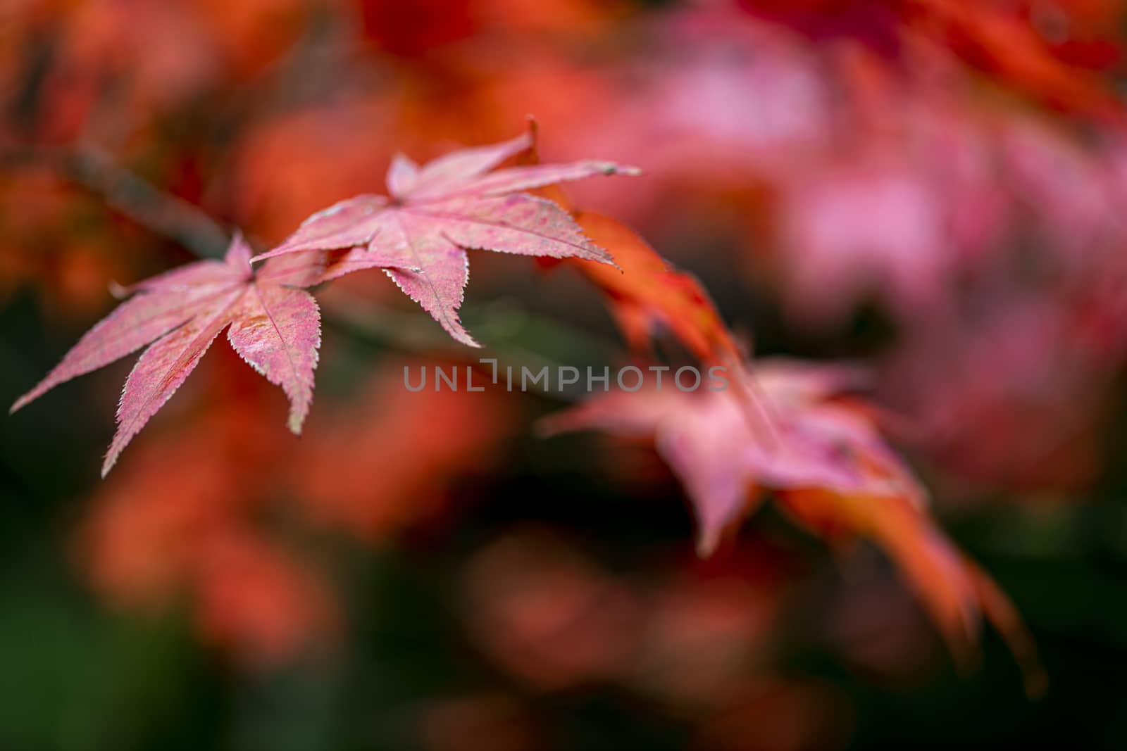 Japanese maple red leafs against a blur background of the maple tree in the autumn season