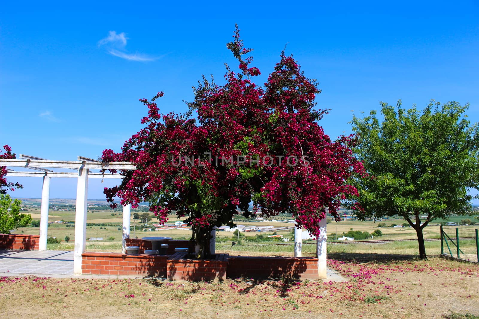 Great bougainvillea tree that creates shade for sitting. Seating and relaxation area in Beja, Portugal.