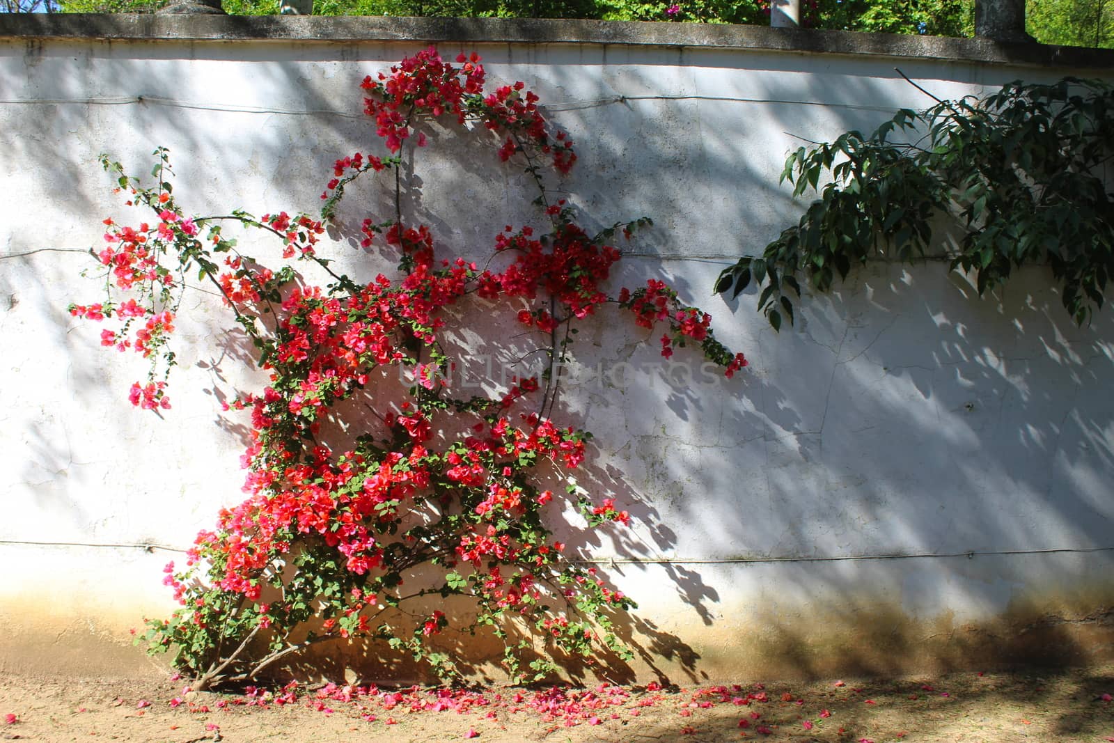 Bougainvillea spectabilis, known as great bougainvillea. Along the white wall. Beja, Portugal.