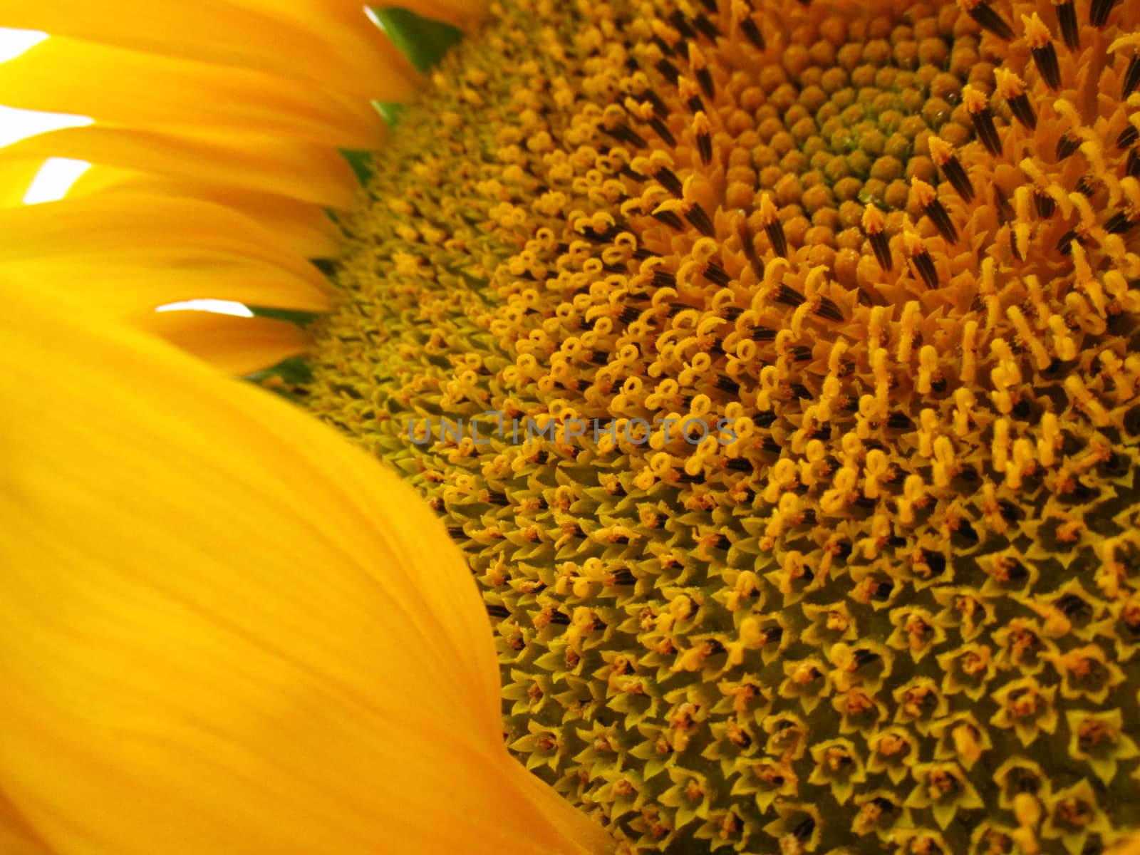 Yellow sunflower with pollen and petals close up. by AnatoliiFoto