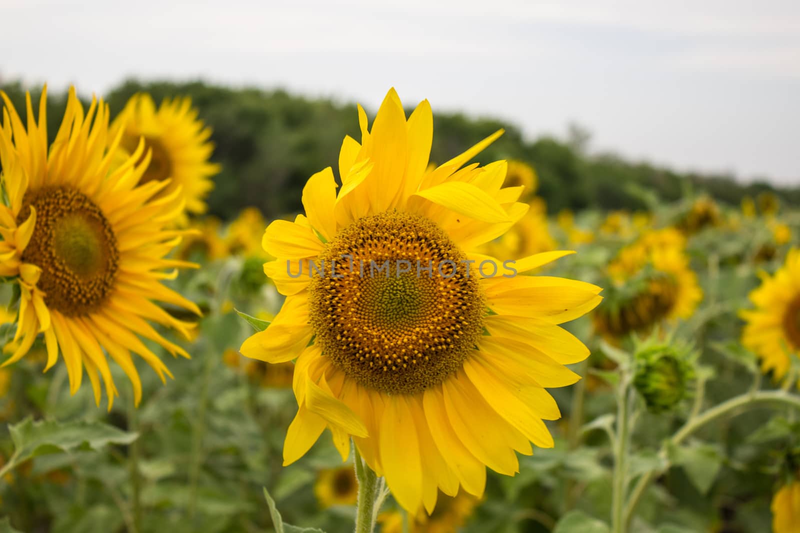 Close-up of long yellow petals of a blooming sunflower against the background of a field with sunflowers