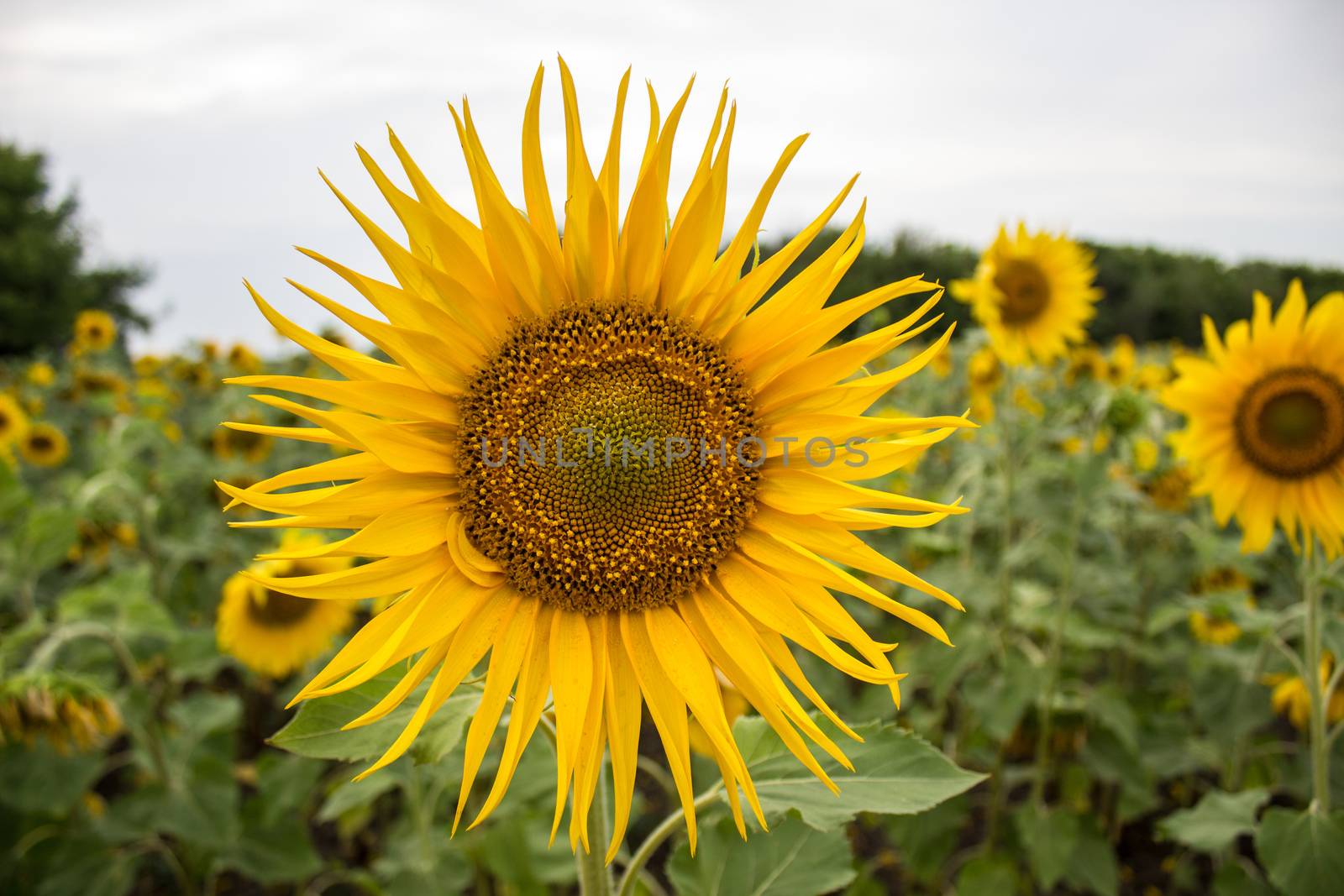 Close-up of long yellow petals of a blooming sunflower against the background of a field with sunflowers
