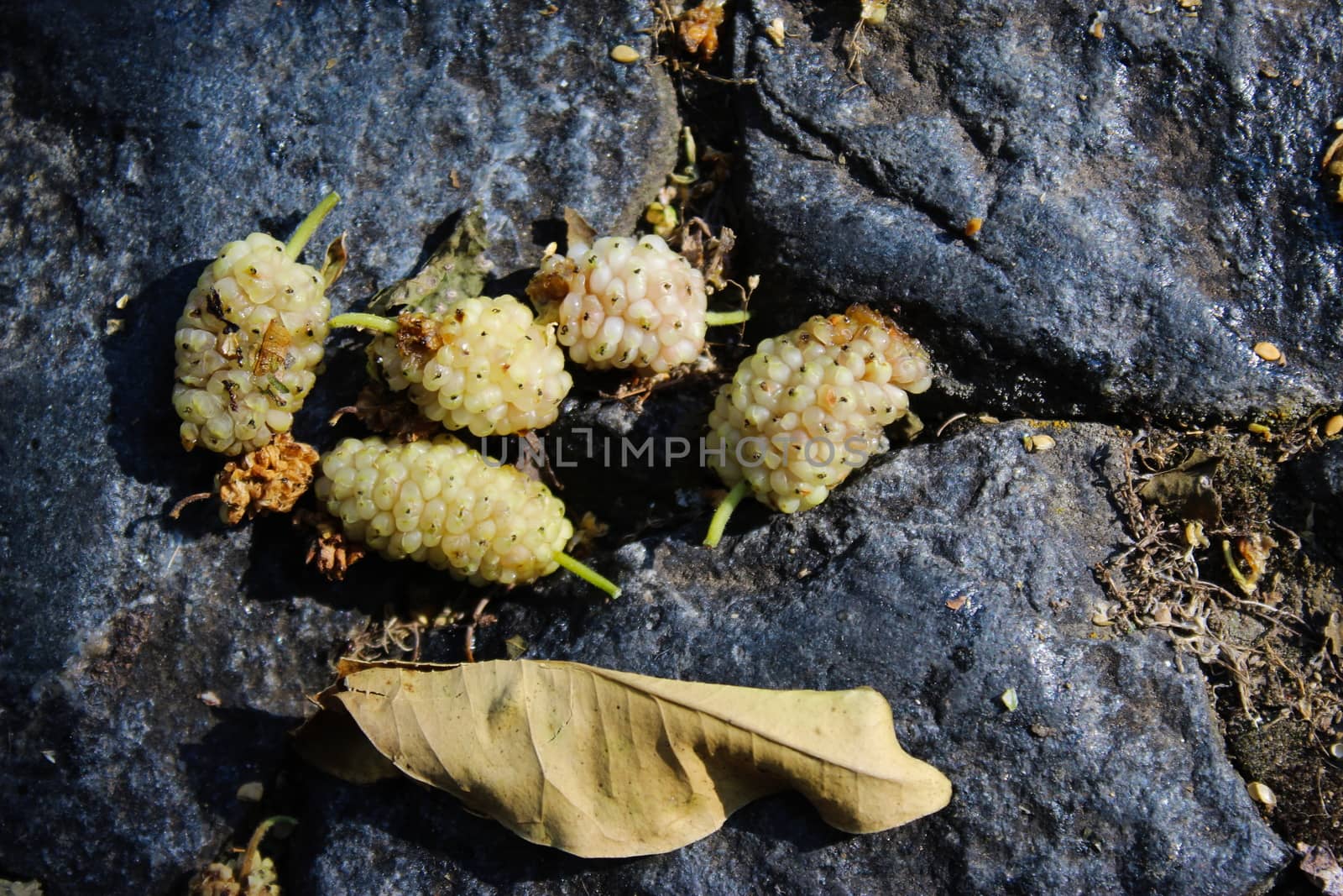 Artistic setting of white mulberry fruits against a dark blue stone background. Morus alba, white mulberry. Beja, Portugal.