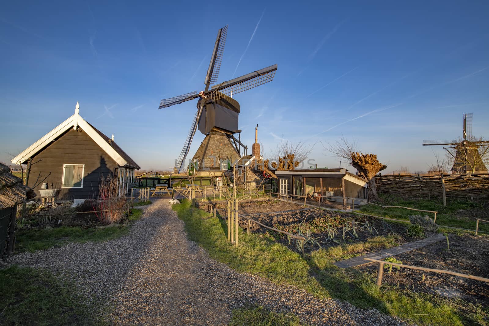 Early sunrise on the windmill garden and backyard with stable and vegetable farming, Alblasserdam, Netherlands