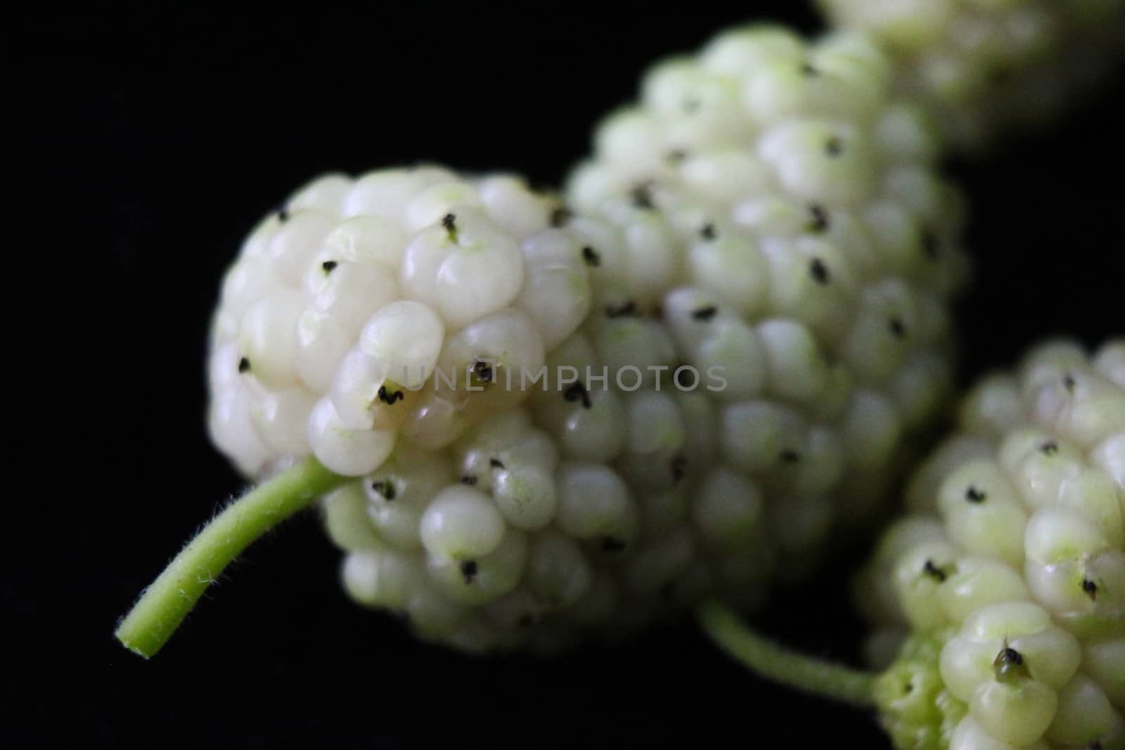 Macro of white mulberry fruit. Morus alba, white mulberry. On a black background.