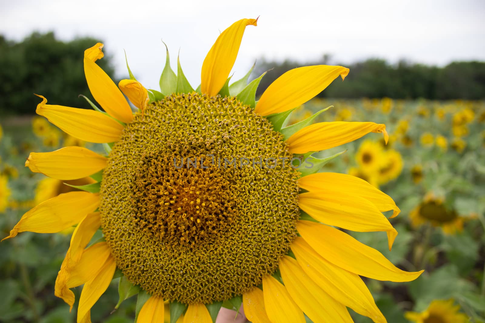 Close-up of long yellow petals of a blooming sunflower against the background of a field with sunflowers