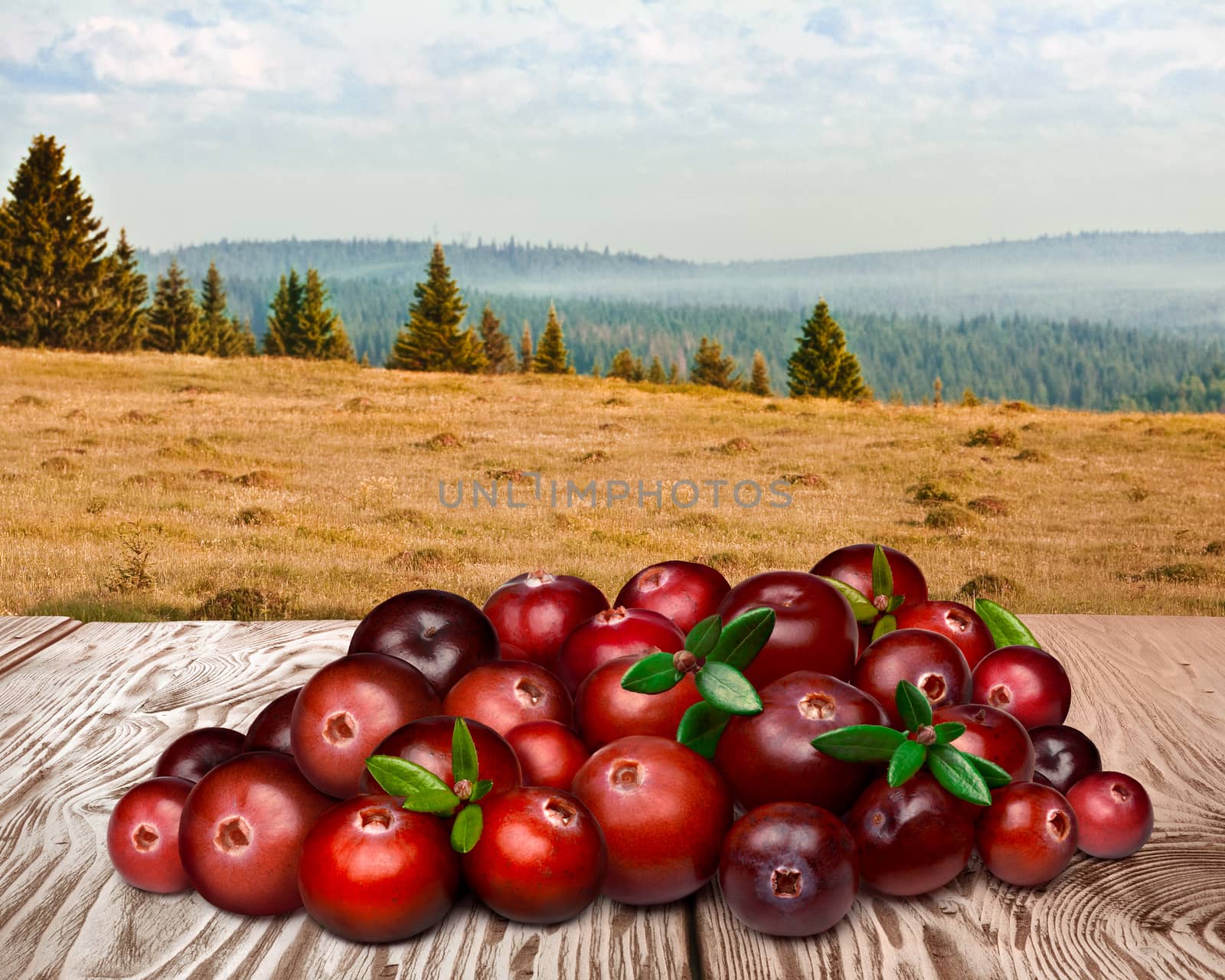 Cranberries with leaves on wooden table against forest landscape. Clipping paths for both cranberries and table
