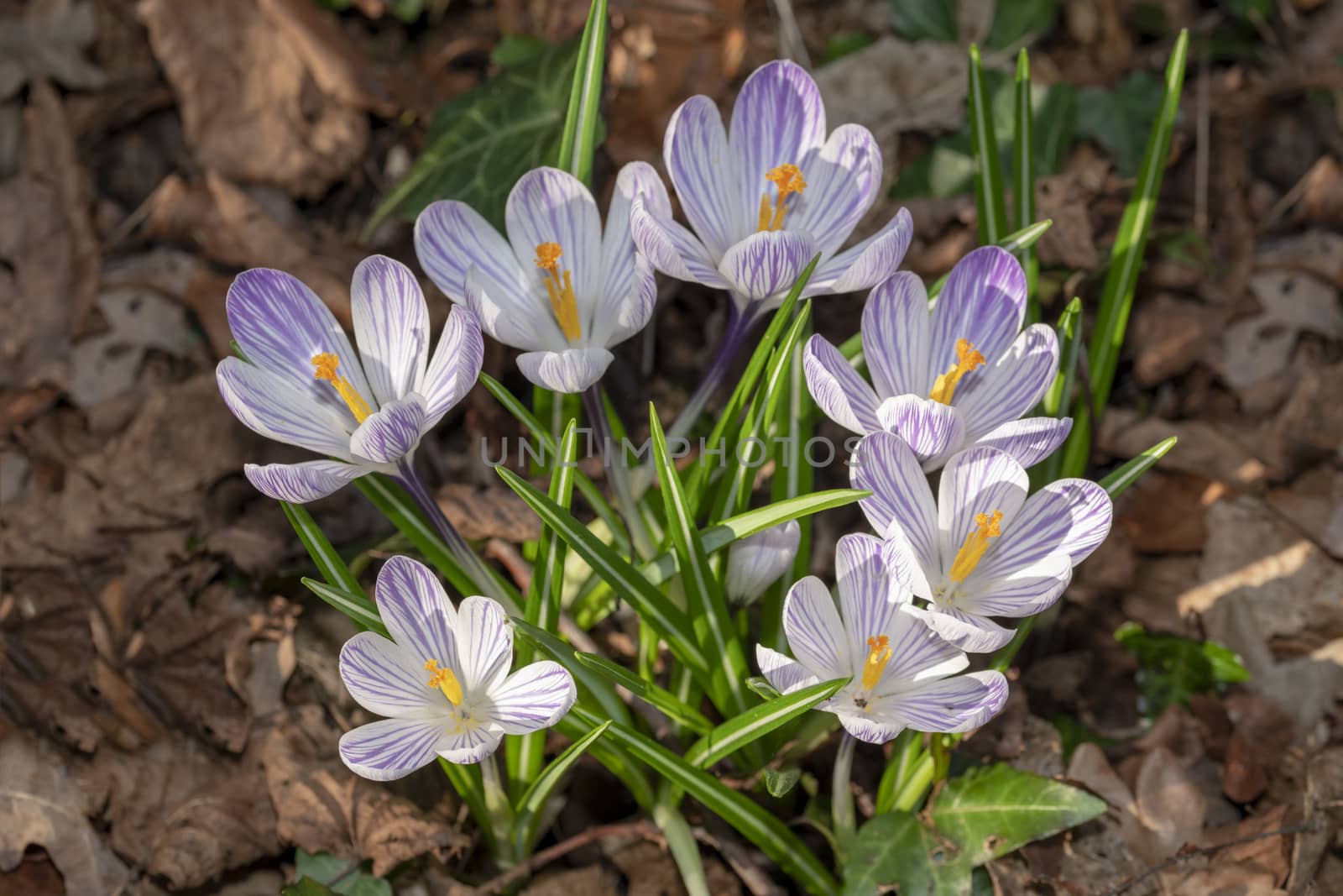 Closeup of a bouauet of white and purple crocus flower against a blur soil color background by ankorlight
