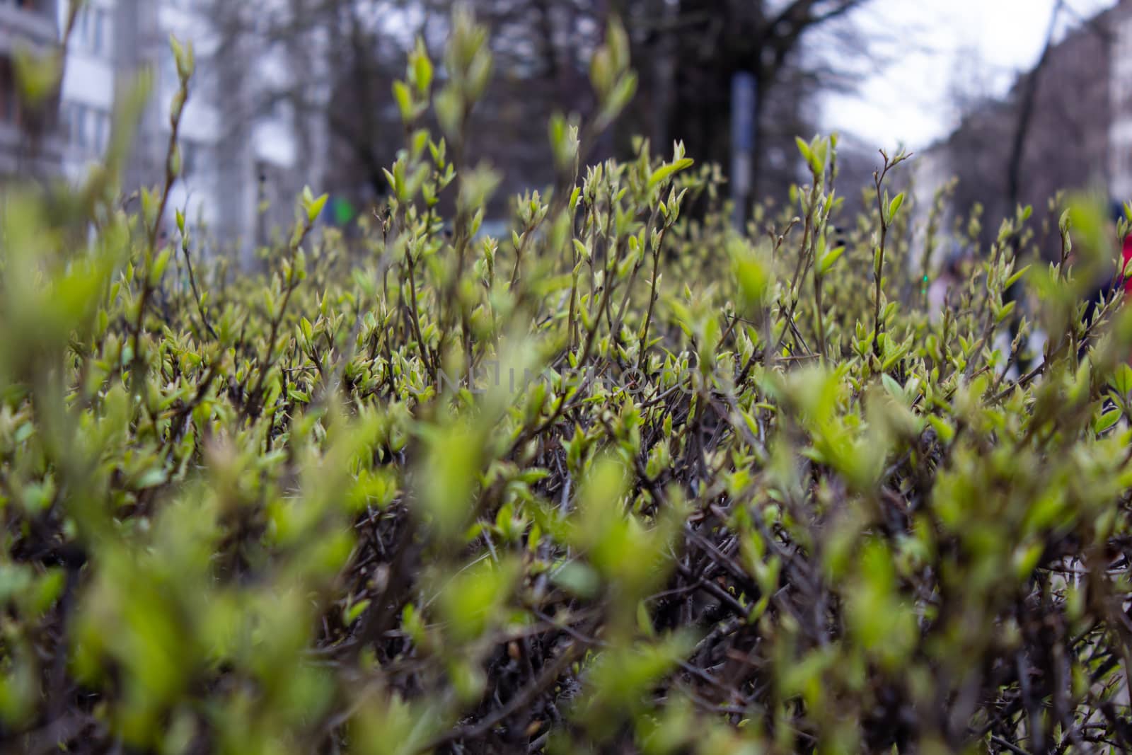 Young spring leaves from the buds of garden shrubs. Budding buds of garden plants. Early spring in the garden. Close up. Part of the image is out of focus.