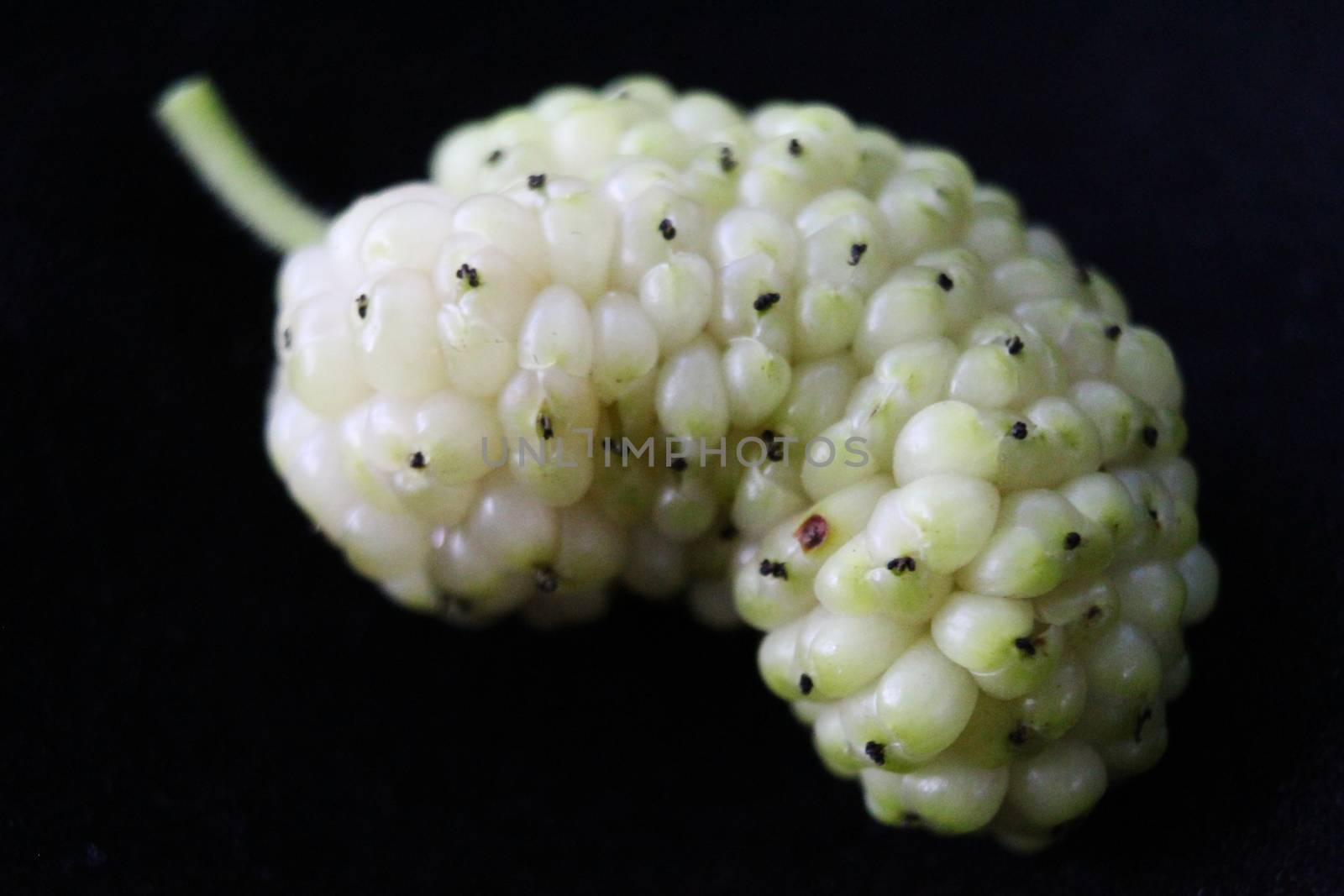 Macro of white mulberry fruit with details. Morus alba, white mulberry. On a black background.