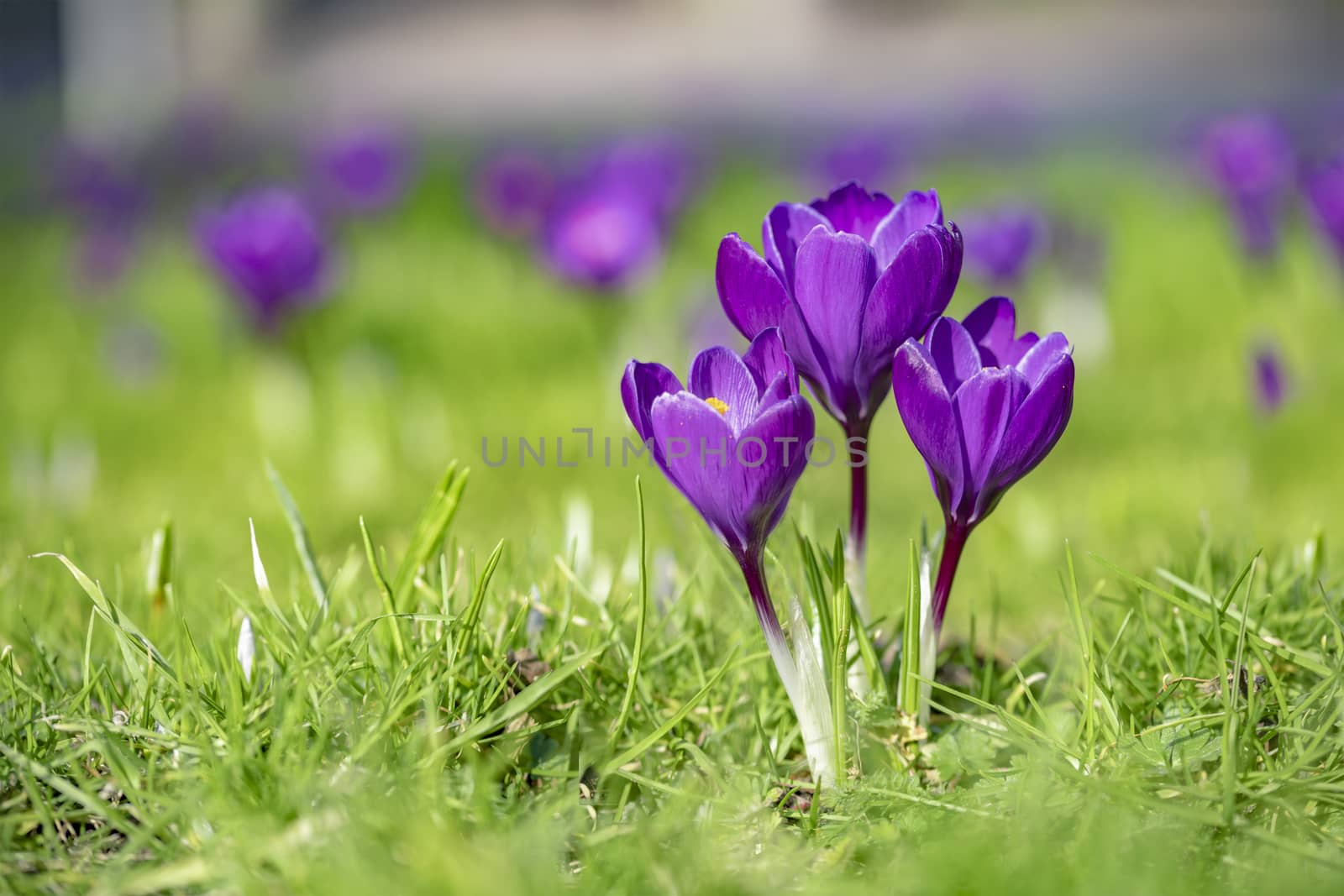 Close up of three purple crocus flower blooming at the early spring against a green grass waiting for bees by ankorlight