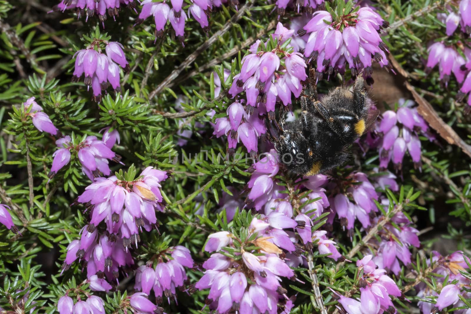 Closeup view of a bumblebee surfing on violet calluna vulgaris flowers