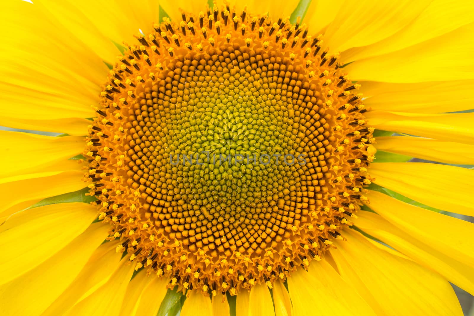 Close-up of long yellow petals of a blooming sunflower against the background of a field with sunflowers