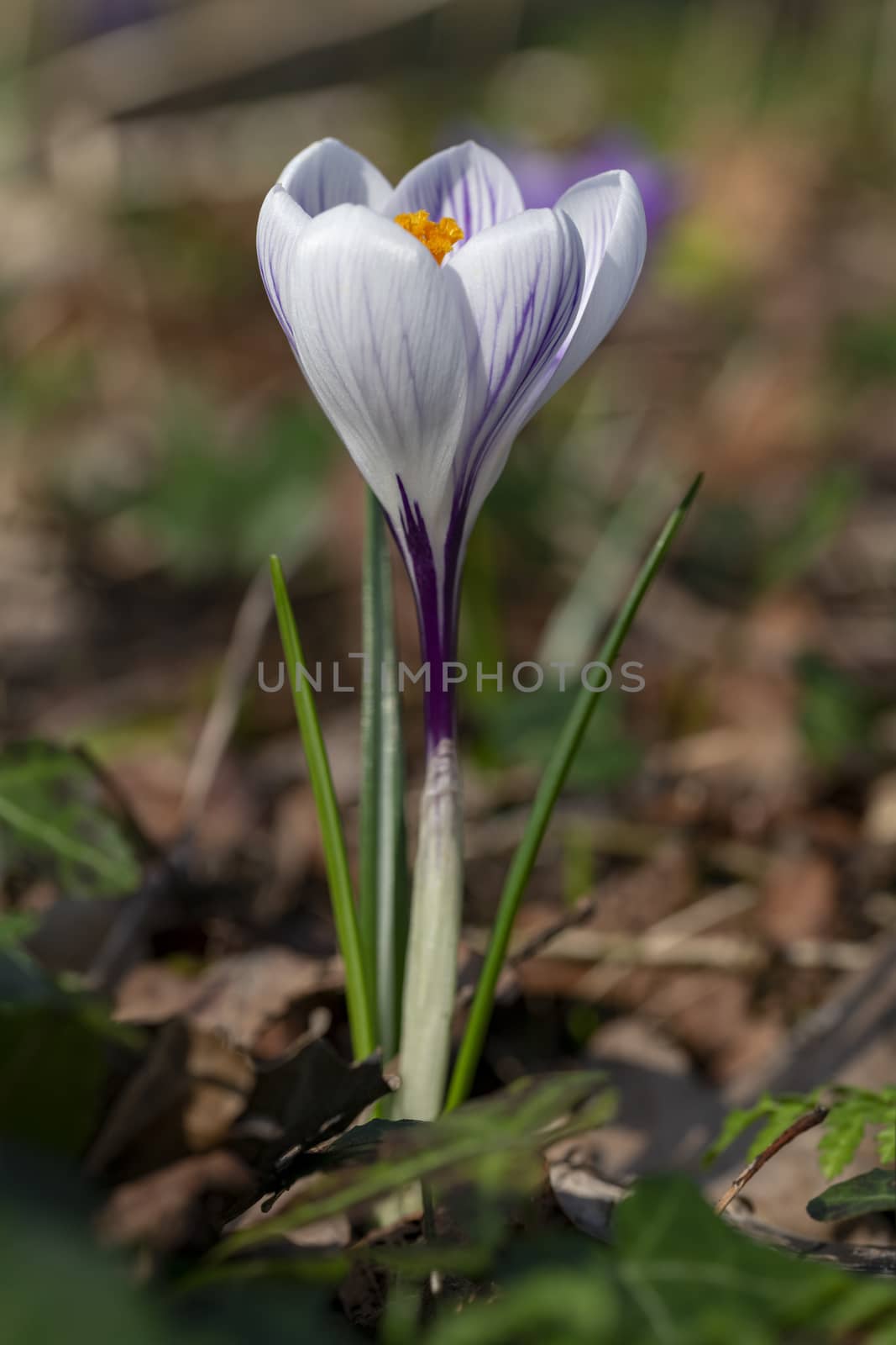 Close up of white purple crocus flower blooming at the early spring against brown dried last year fallen leafs and waiting for bees by ankorlight