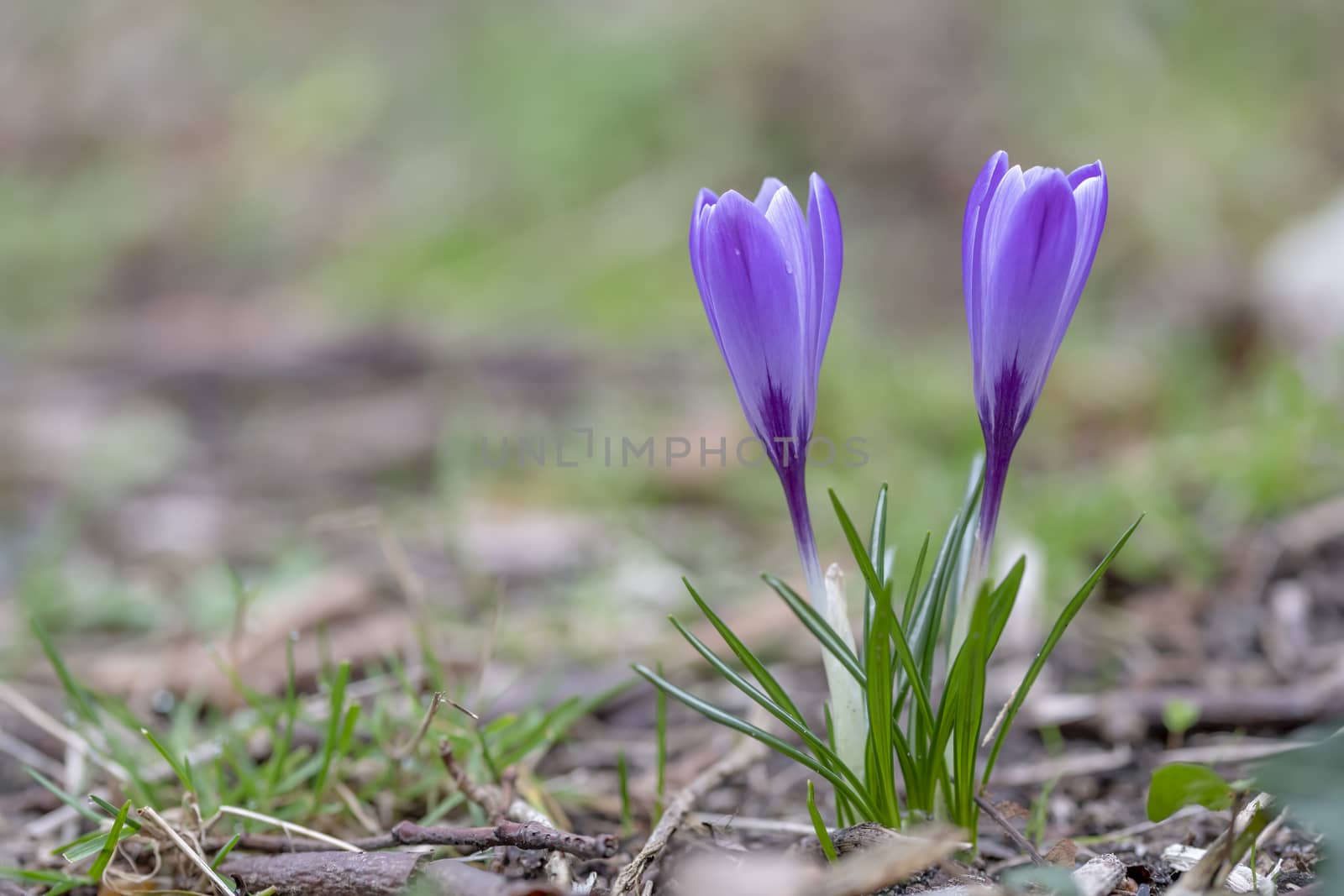 Close up of a purple crocus flower blooming at the early spring against a green grass waiting for bees