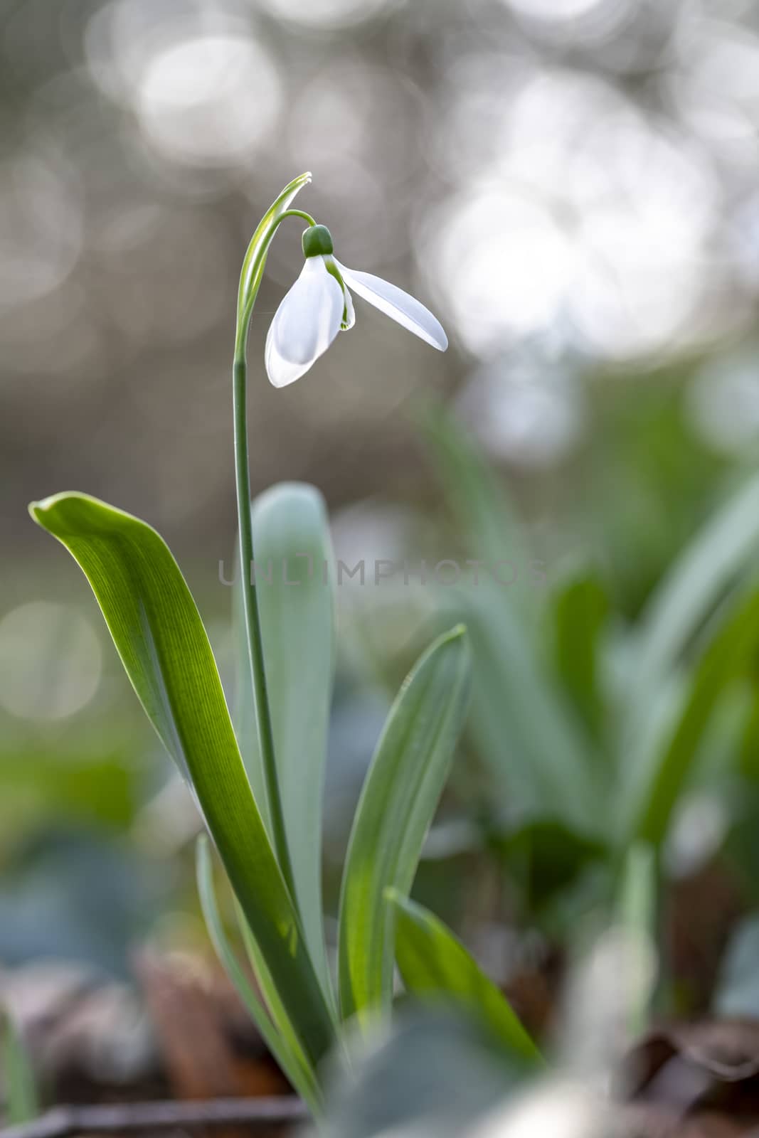 While snowdrop flower blooming in the edge and bright areas of the bushes by ankorlight