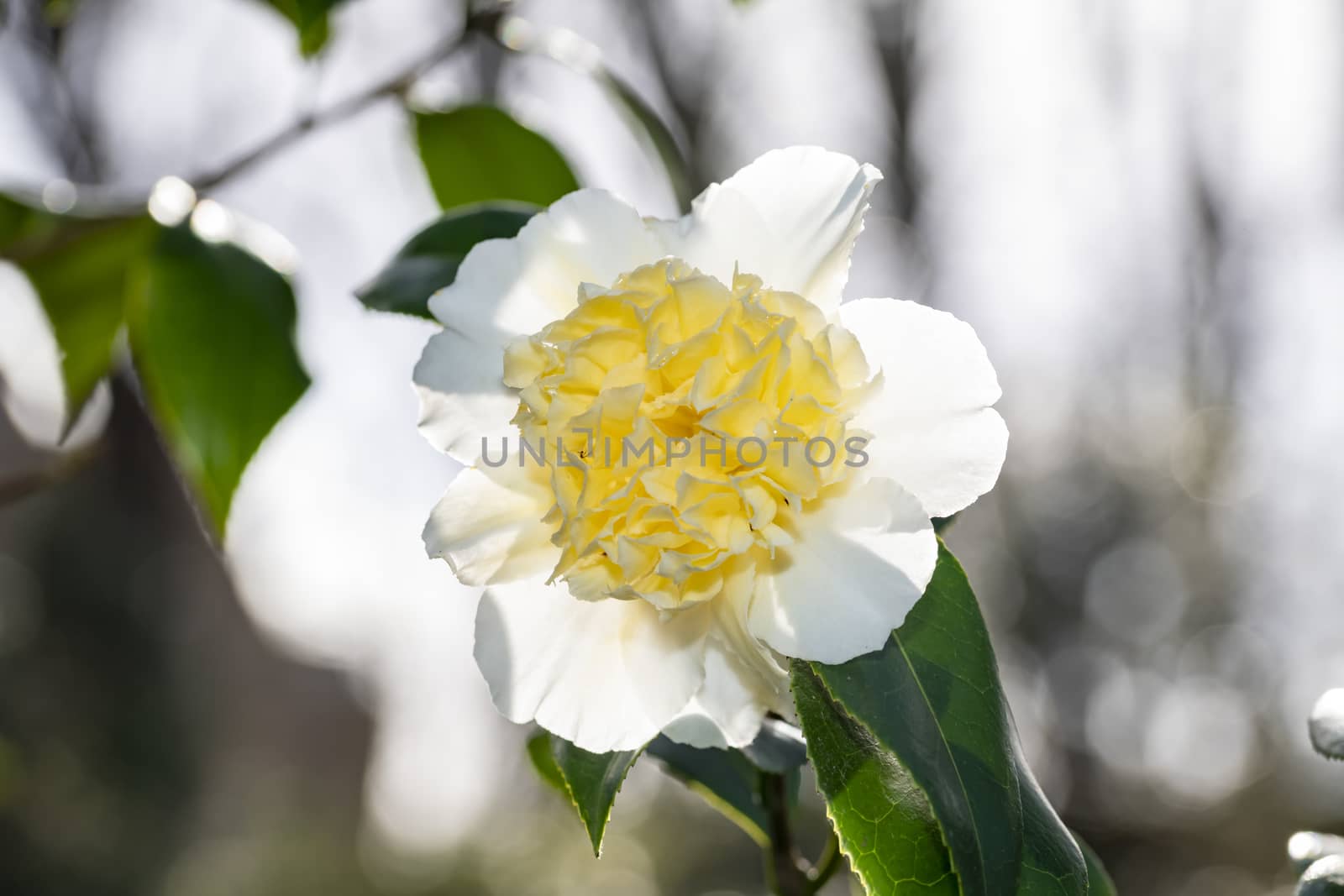 Close up of a white Camellia flower blooming under the late winter sun lights by ankorlight