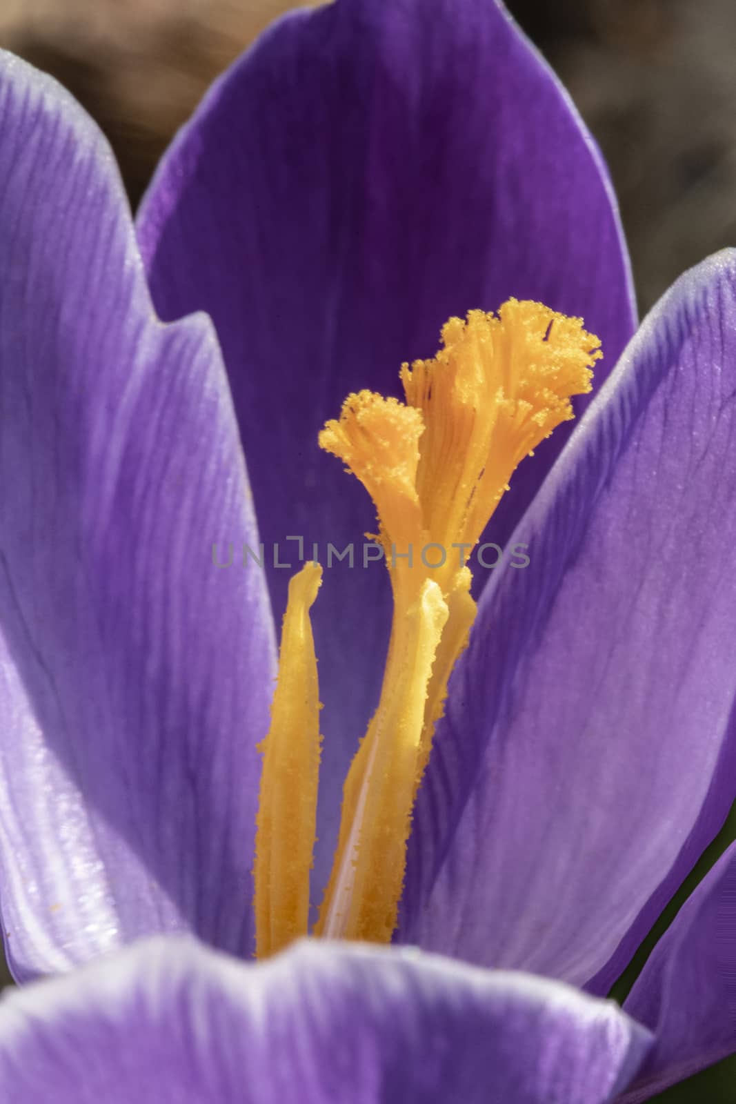 Close up of white purple crocus flower blooming at the early spring against brown dried last year fallen leafs and waiting for bees by ankorlight