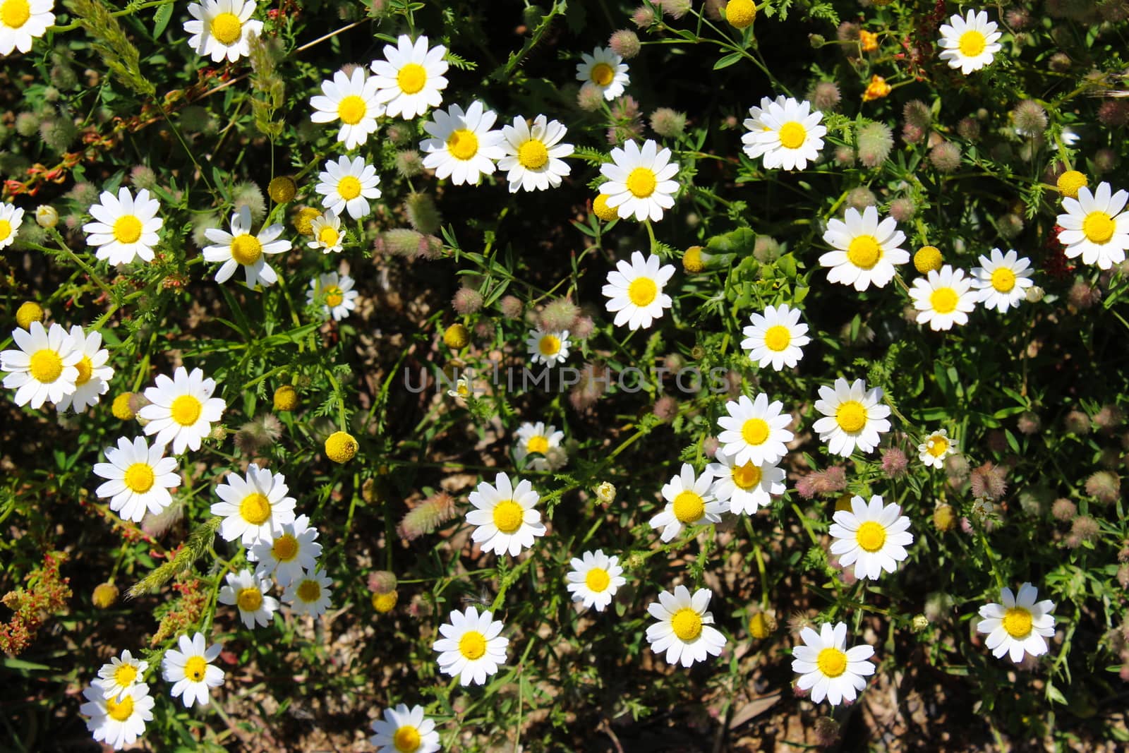 Bunch of daisy flowers. Background.