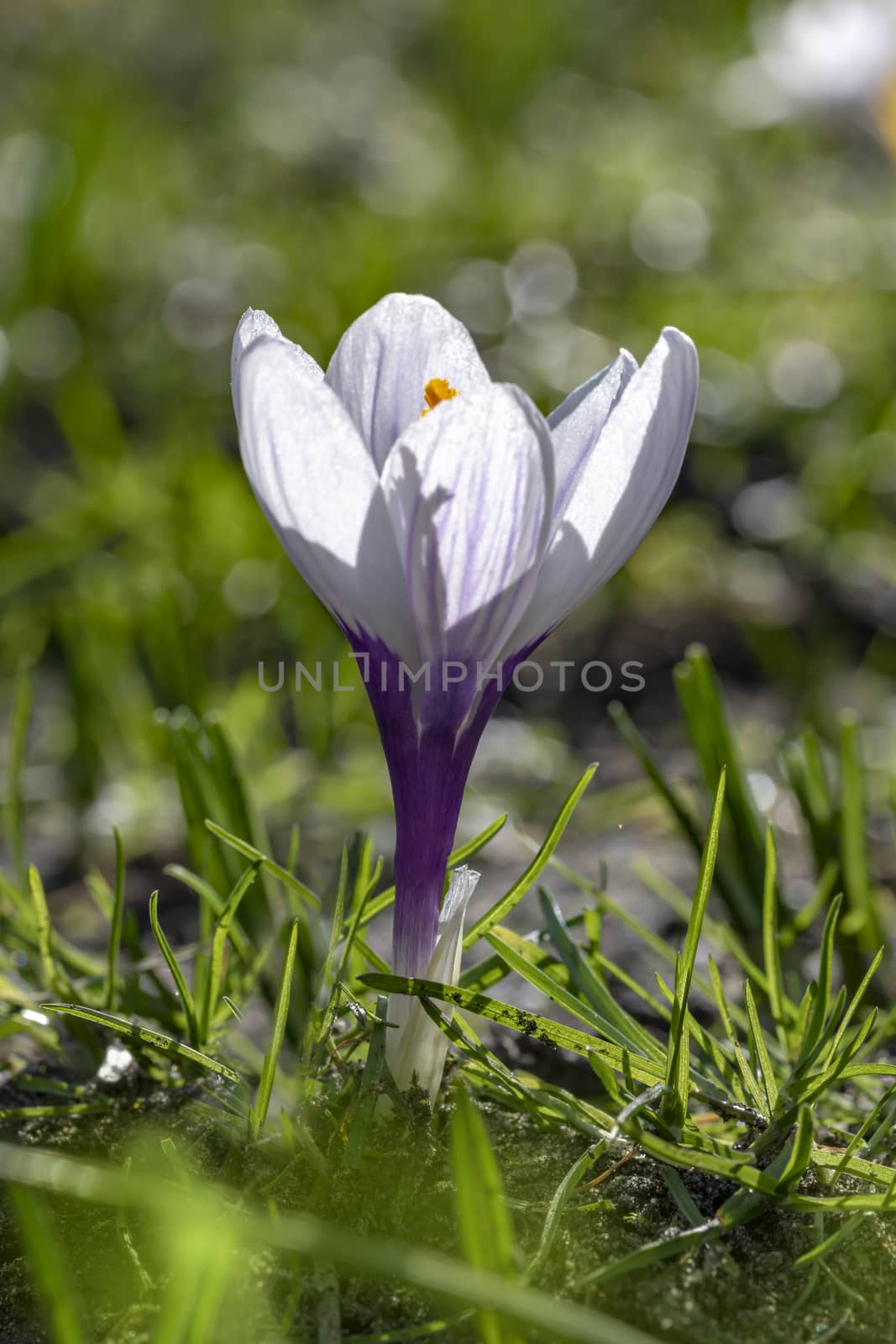 Closeup of a white and purple crocus flower against a blur soil color background