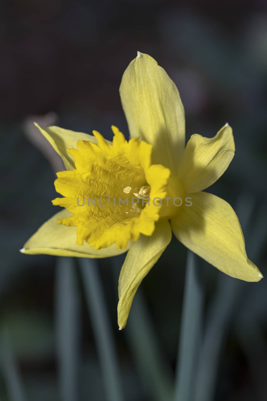 Yellow daffodil flower blooming under the early spring sun light in the field