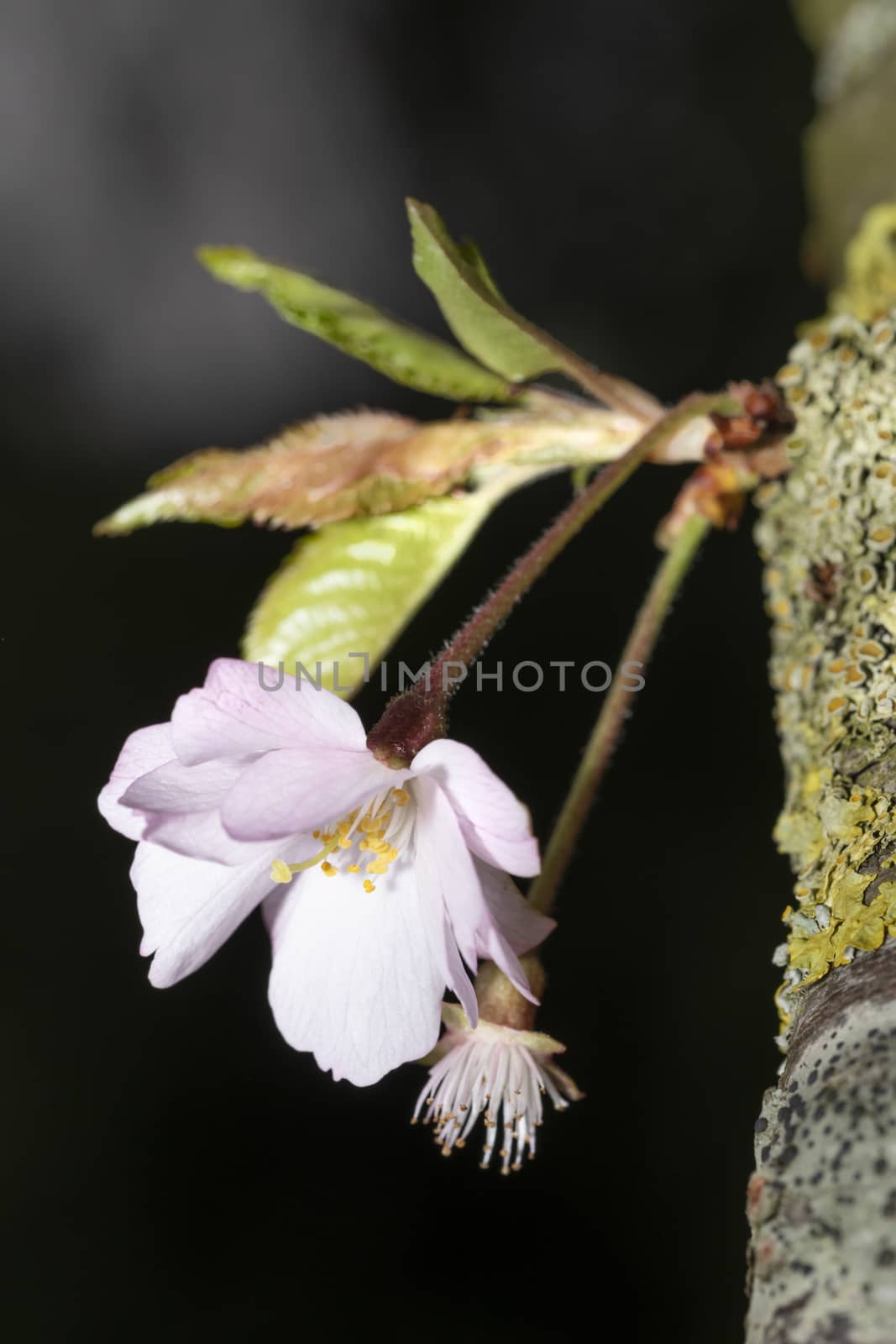 New Japanese cherry blossoms growing from the main trunk by ankorlight