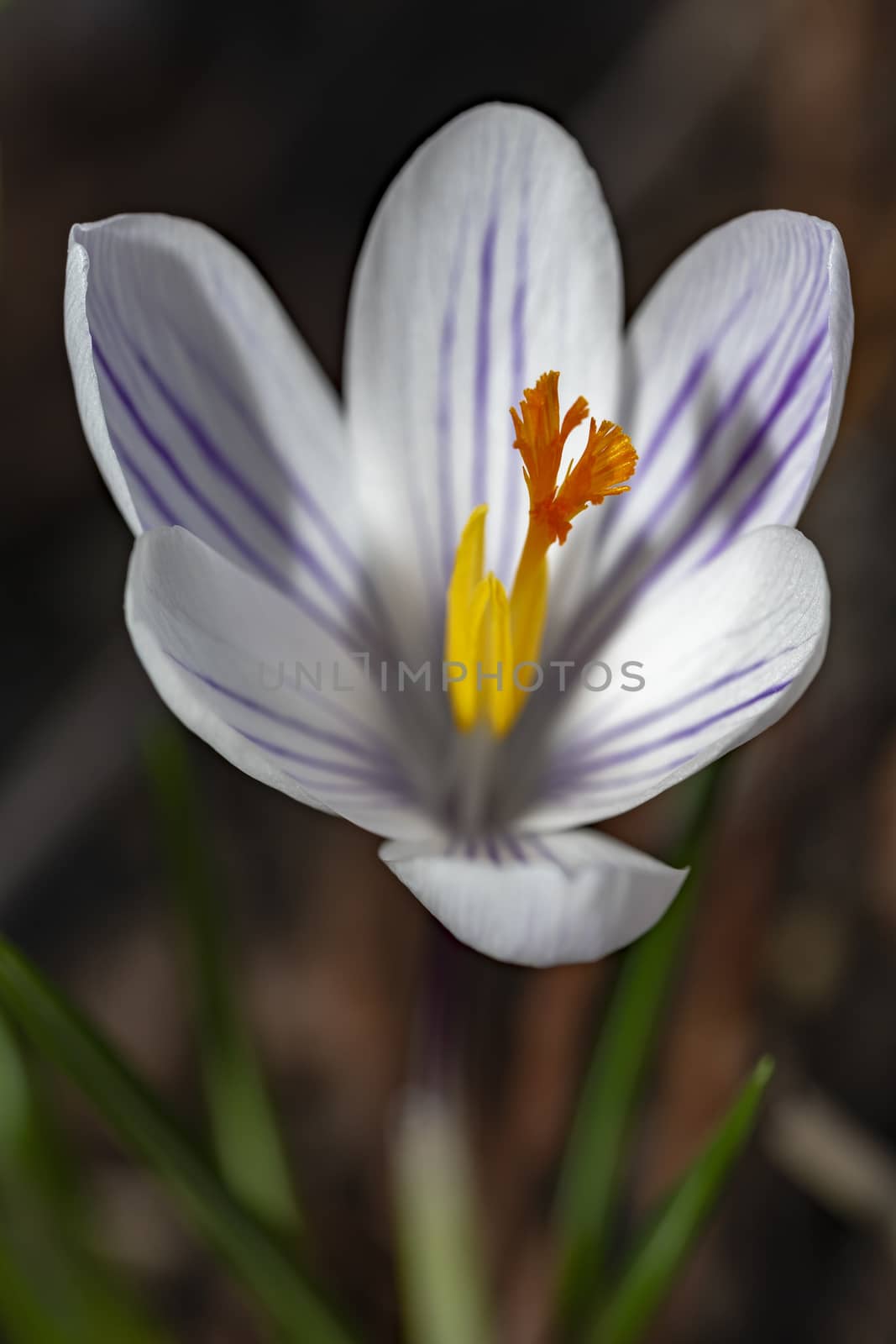 Closeup of a white and purple crocus flower against a blur soil color background by ankorlight