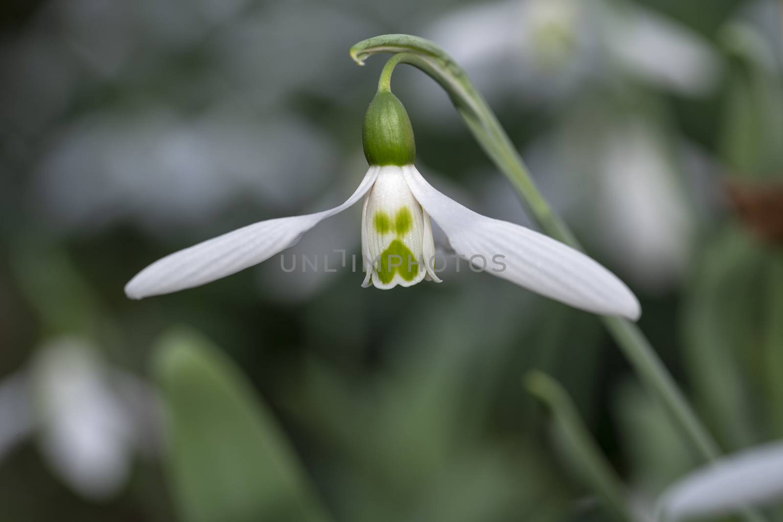 White snowdrop flower blooming in the edge and bright areas of the bushes