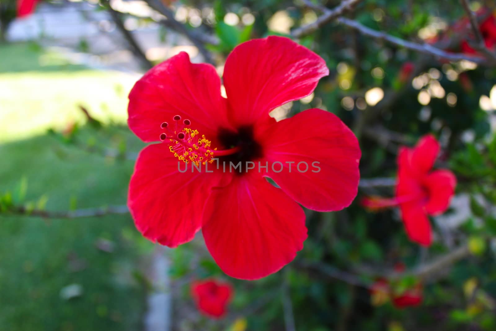 Close up of a red hibiscus flower, with details of anthers and pistils. Beja, Portugal.