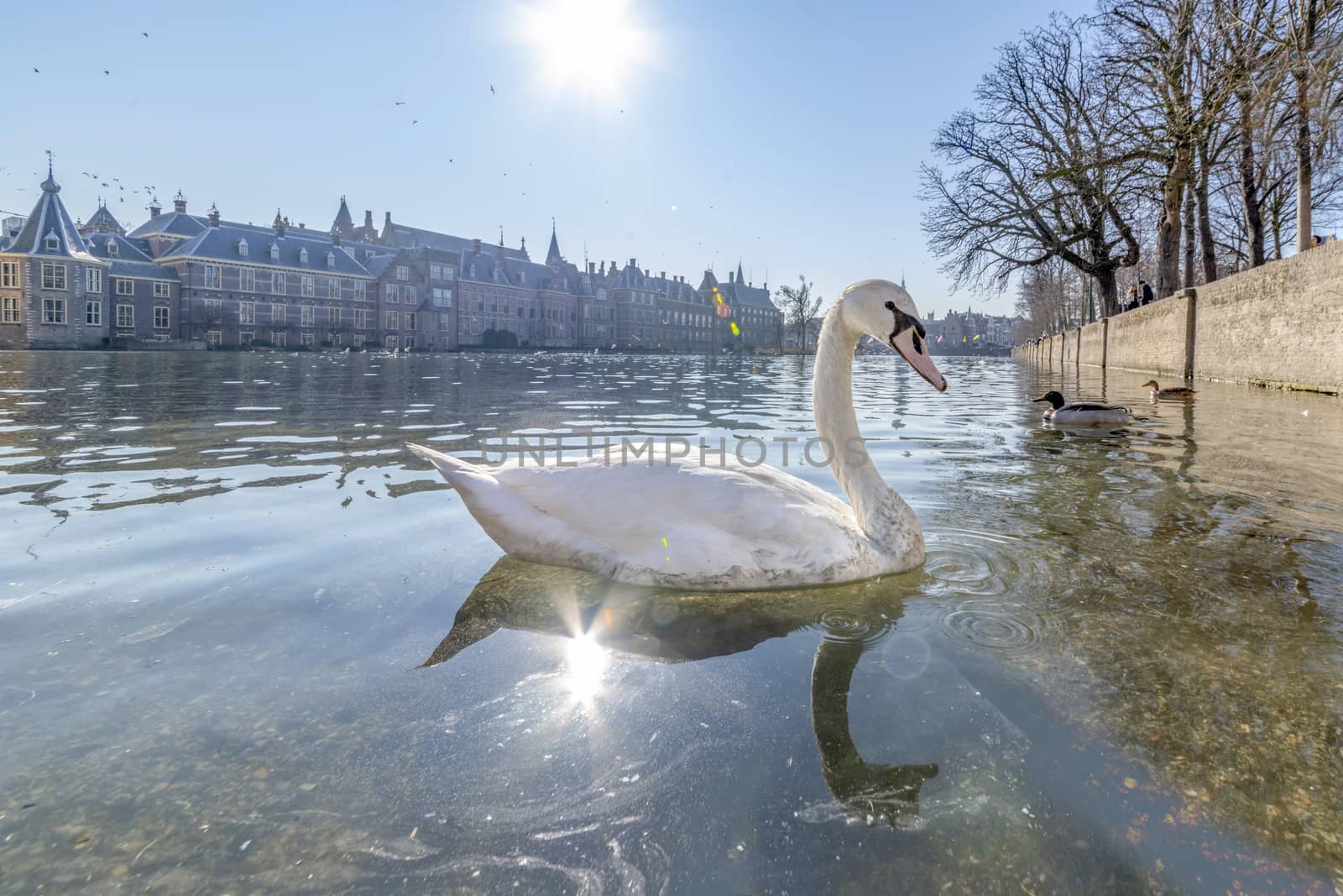 White swan swimming on the pond of Hofvijver, the Dutch parliament building and under a bright and warm late winter sun light, The Hague, Netherlands by ankorlight