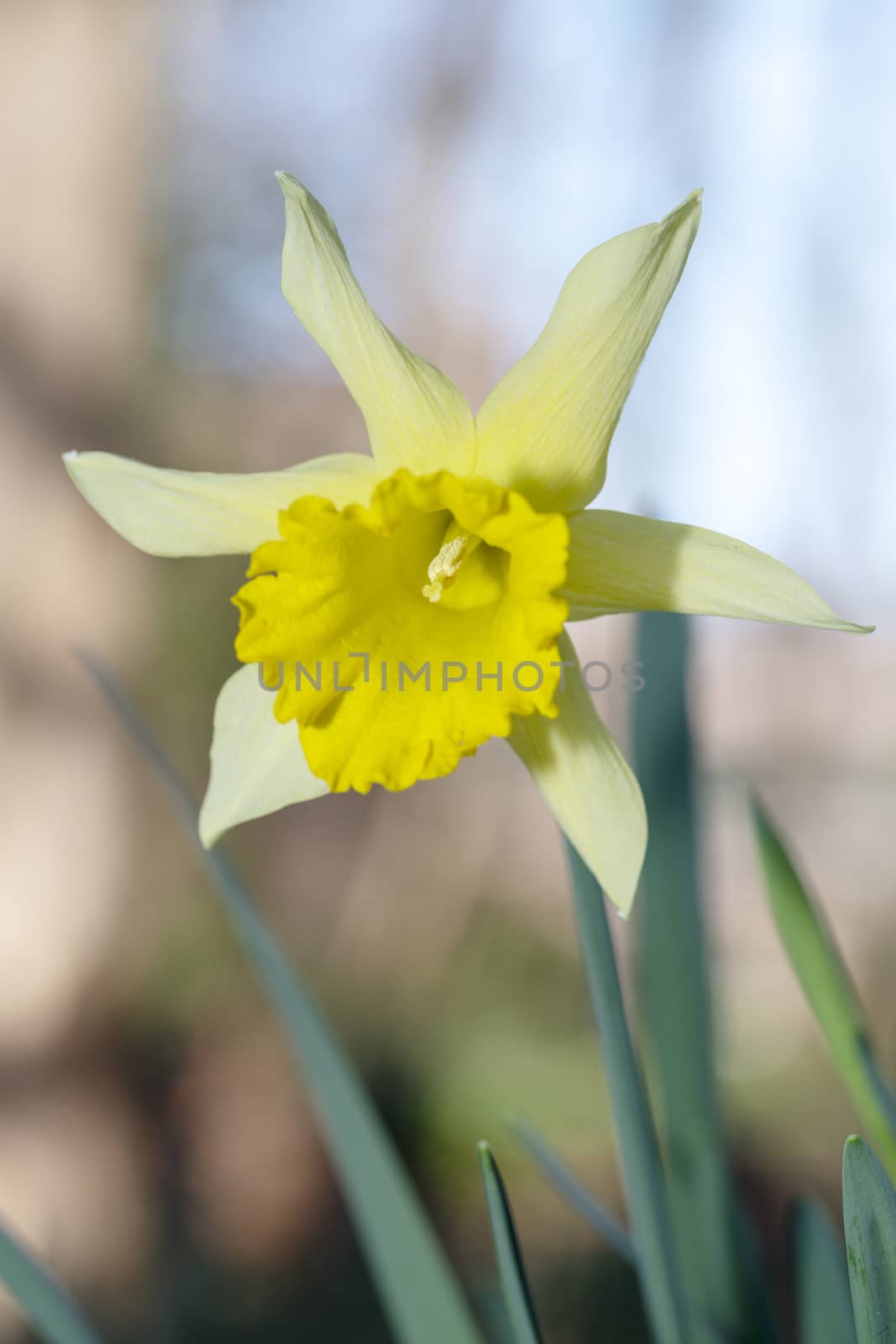 Yellow daffodil flower blooming under the early spring sun light in the field by ankorlight
